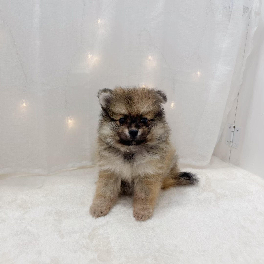 千葉県のポメラニアン (犬の家＆猫の里BIGHOPガーデンモール印西店/2025年7月8日生まれ/女の子/オレンジセーブル)の子犬の1枚目の画像