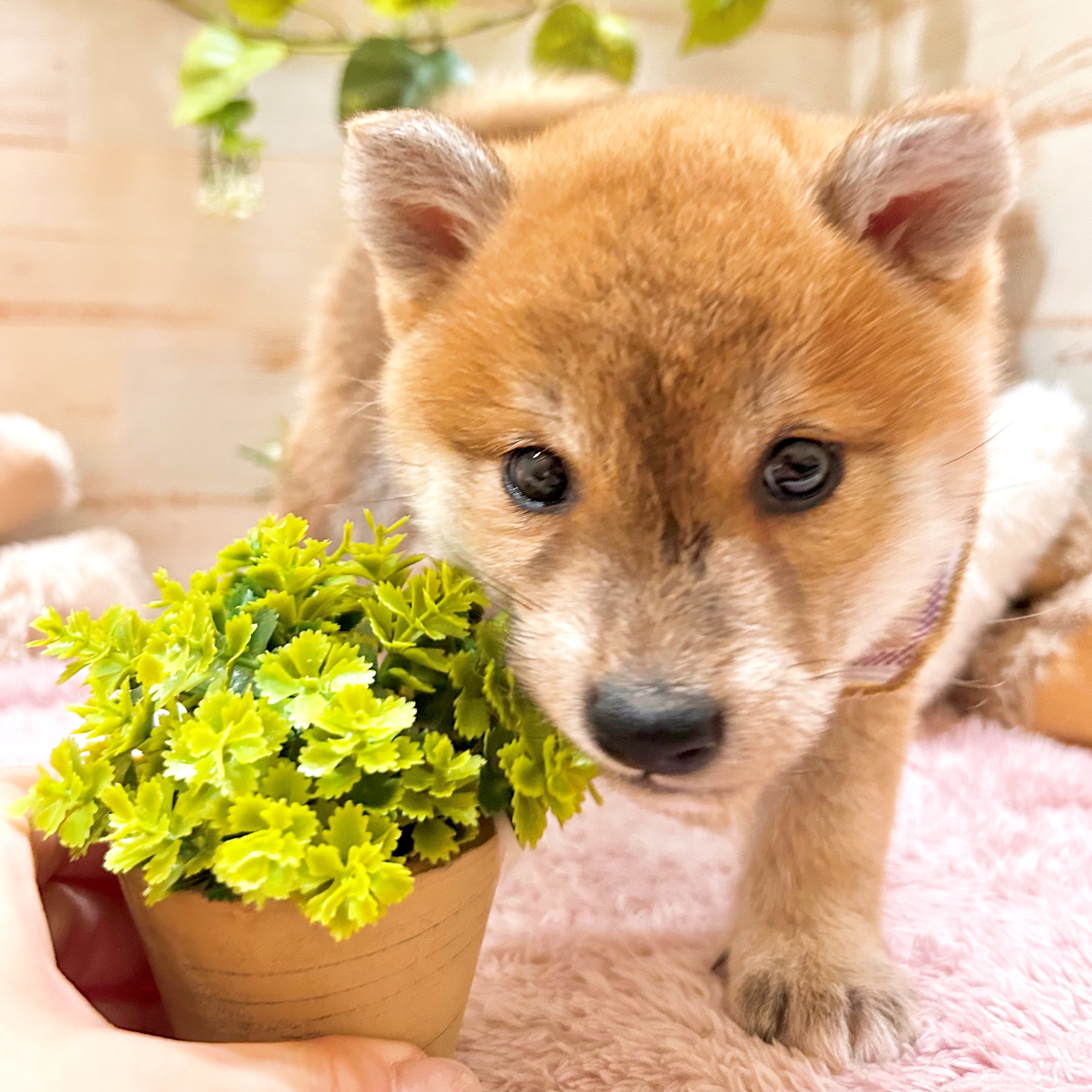 兵庫県の柴犬(標準サイズ) (犬の家＆猫の里神戸店/2026年2月13日生まれ/女の子/赤)の子犬の4枚目の画像
