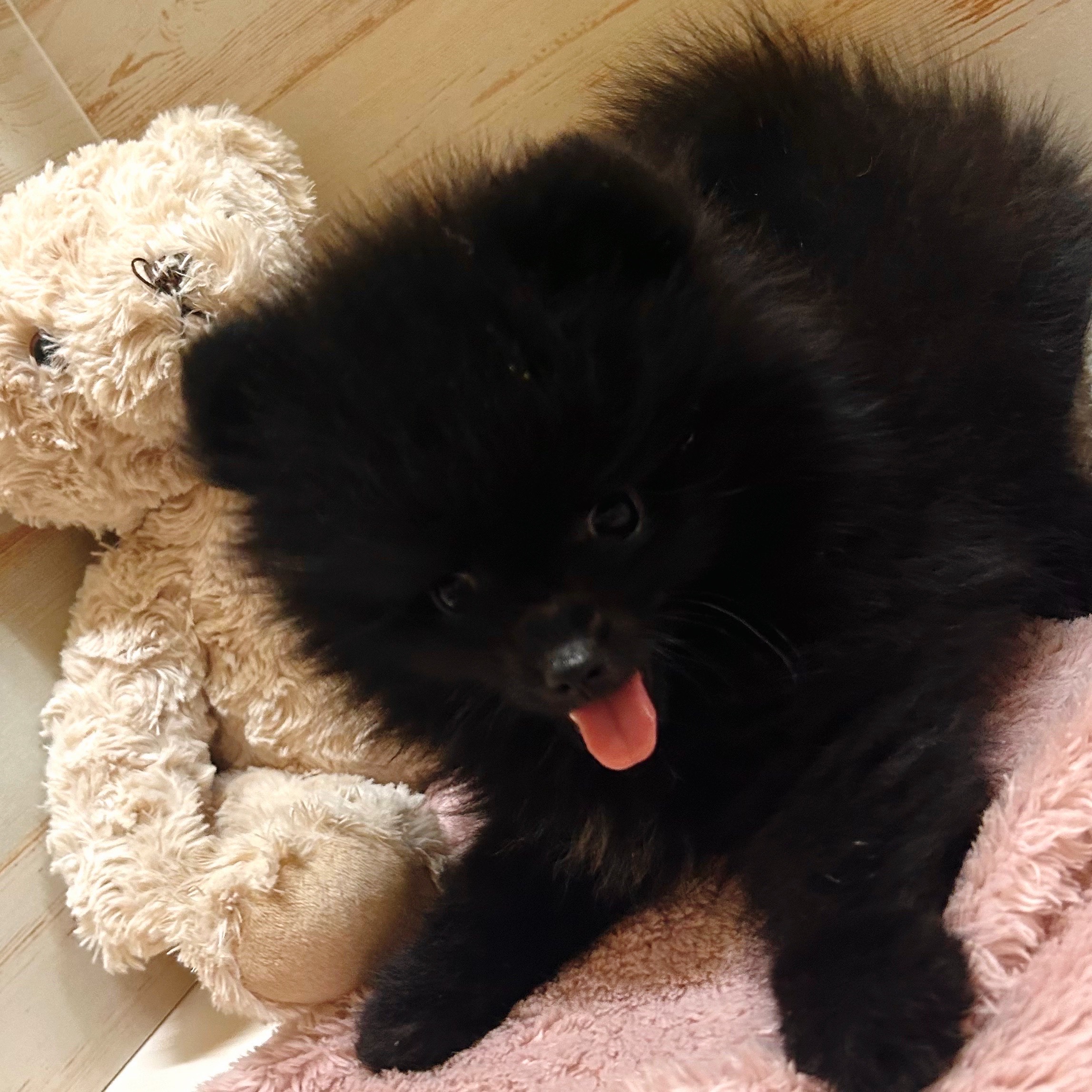 兵庫県のポメラニアン (犬の家＆猫の里神戸店/2025年8月1日生まれ/女の子/ブラック)の子犬の4枚目の画像