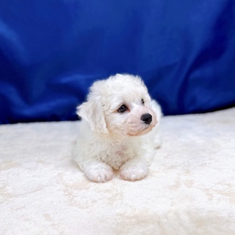 愛知県のビションフリーゼ (犬の家＆猫の里一宮店/2025年6月15日生まれ/男の子/ホワイト)の子犬の4枚目の画像