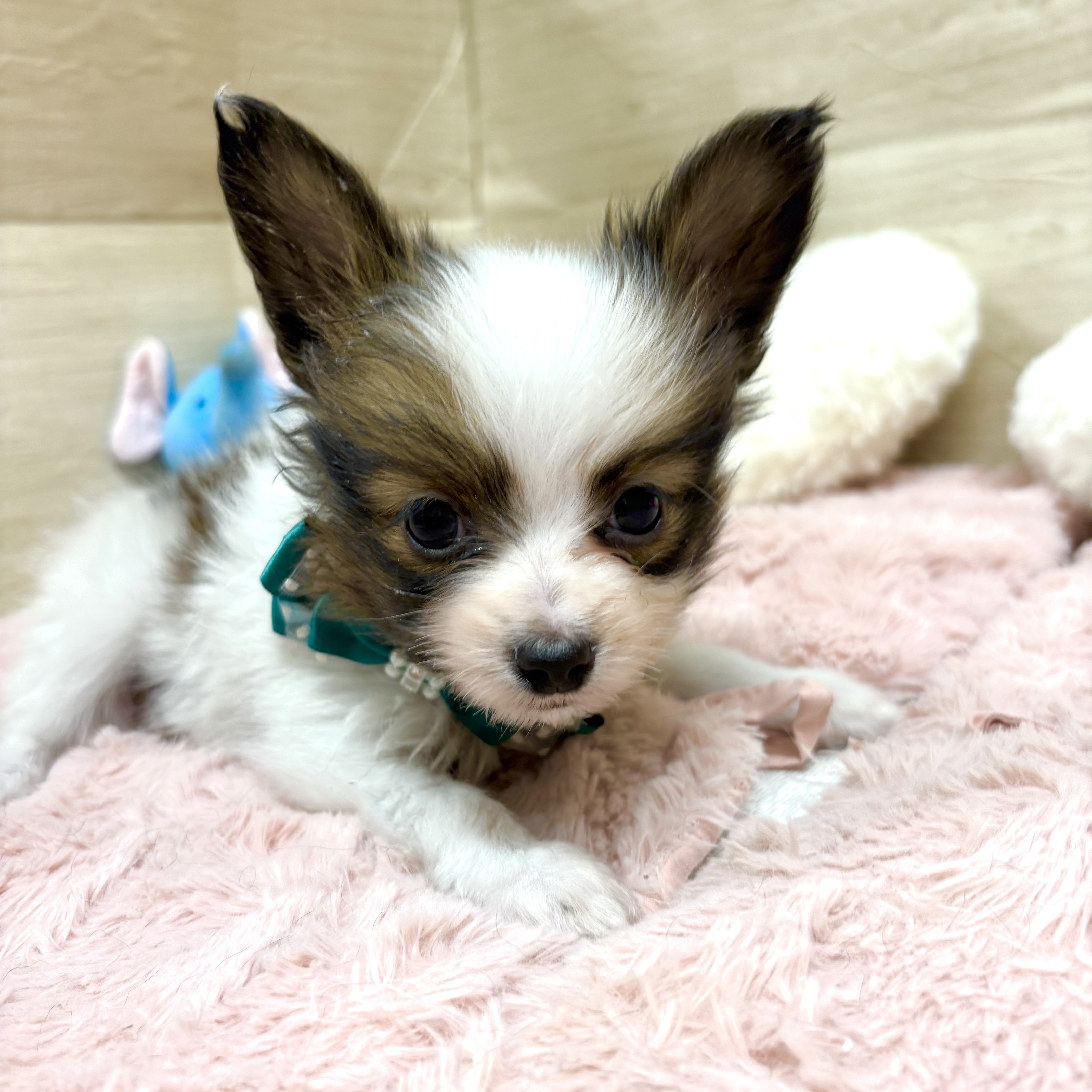 大阪府のパピヨン (犬の家＆猫の里そよら東岸和田店/2025年10月12日生まれ/男の子/ホワイトブラウン)の子犬の4枚目の画像