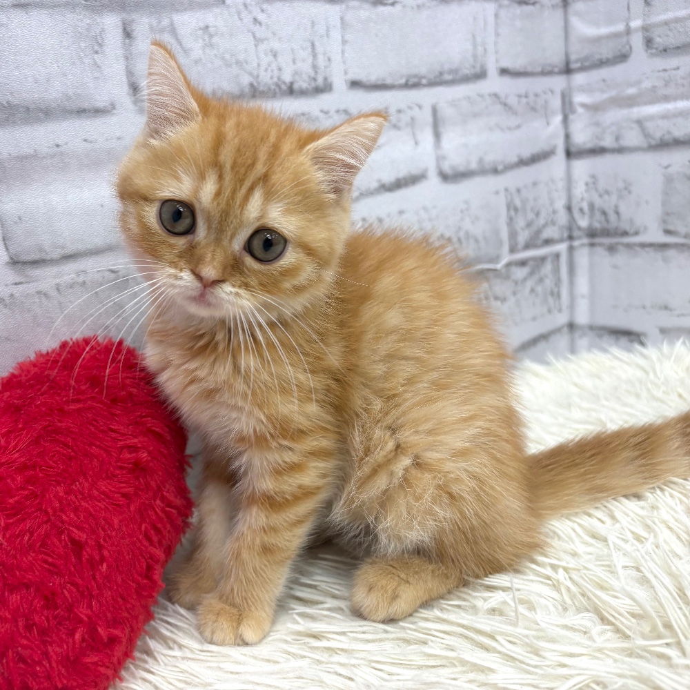 愛知県のスコティッシュフォールド (犬の家＆猫の里MEGAドン・キホーテ東海名和店/2026年7月28日生まれ/女の子/レッドタビーホワイト)の子猫の4枚目の画像