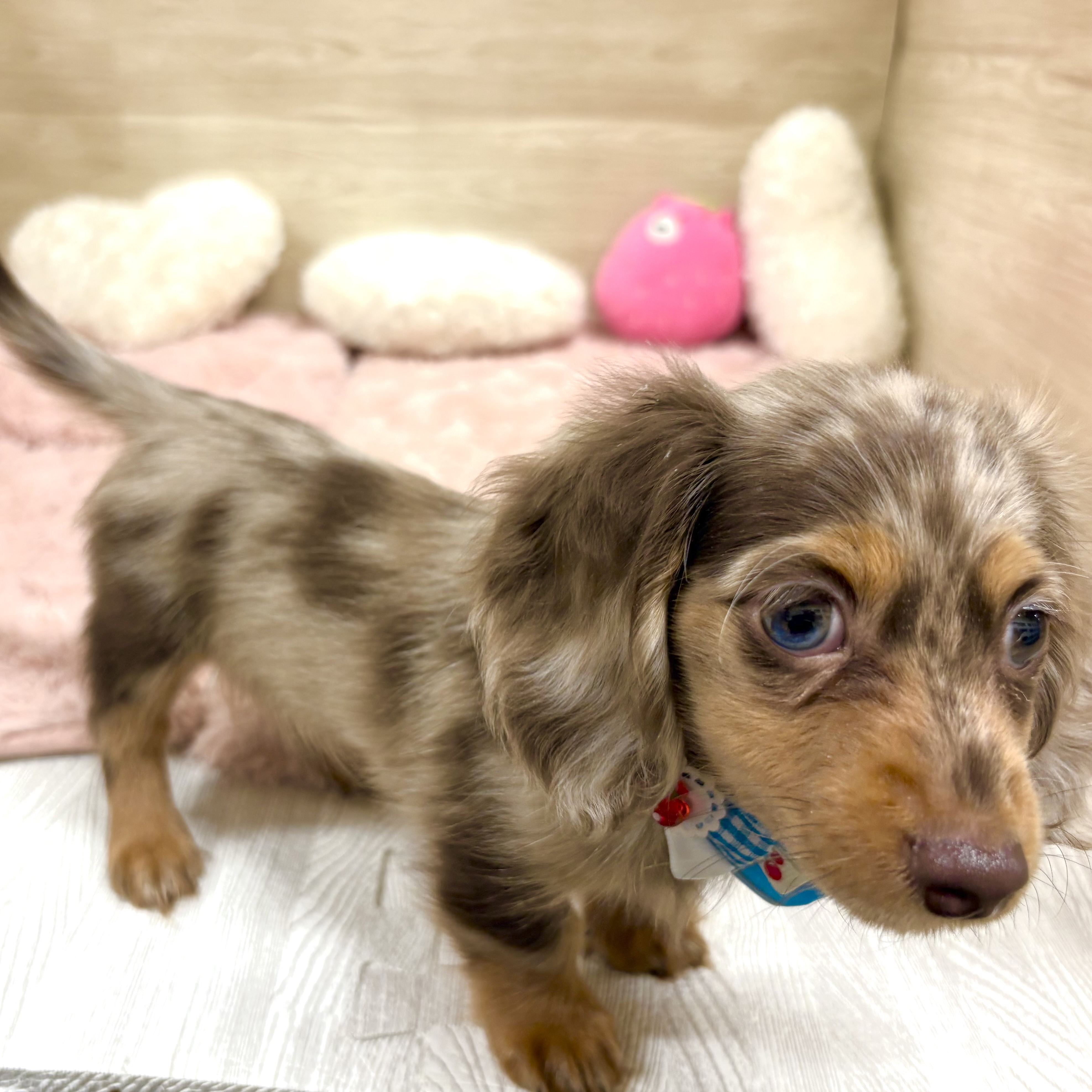 大阪府のカニンヘンダックスフンド(ロング) (犬の家＆猫の里そよら東岸和田店/2025年10月10日生まれ/女の子/チョコレートダップル)の子犬の4枚目の画像