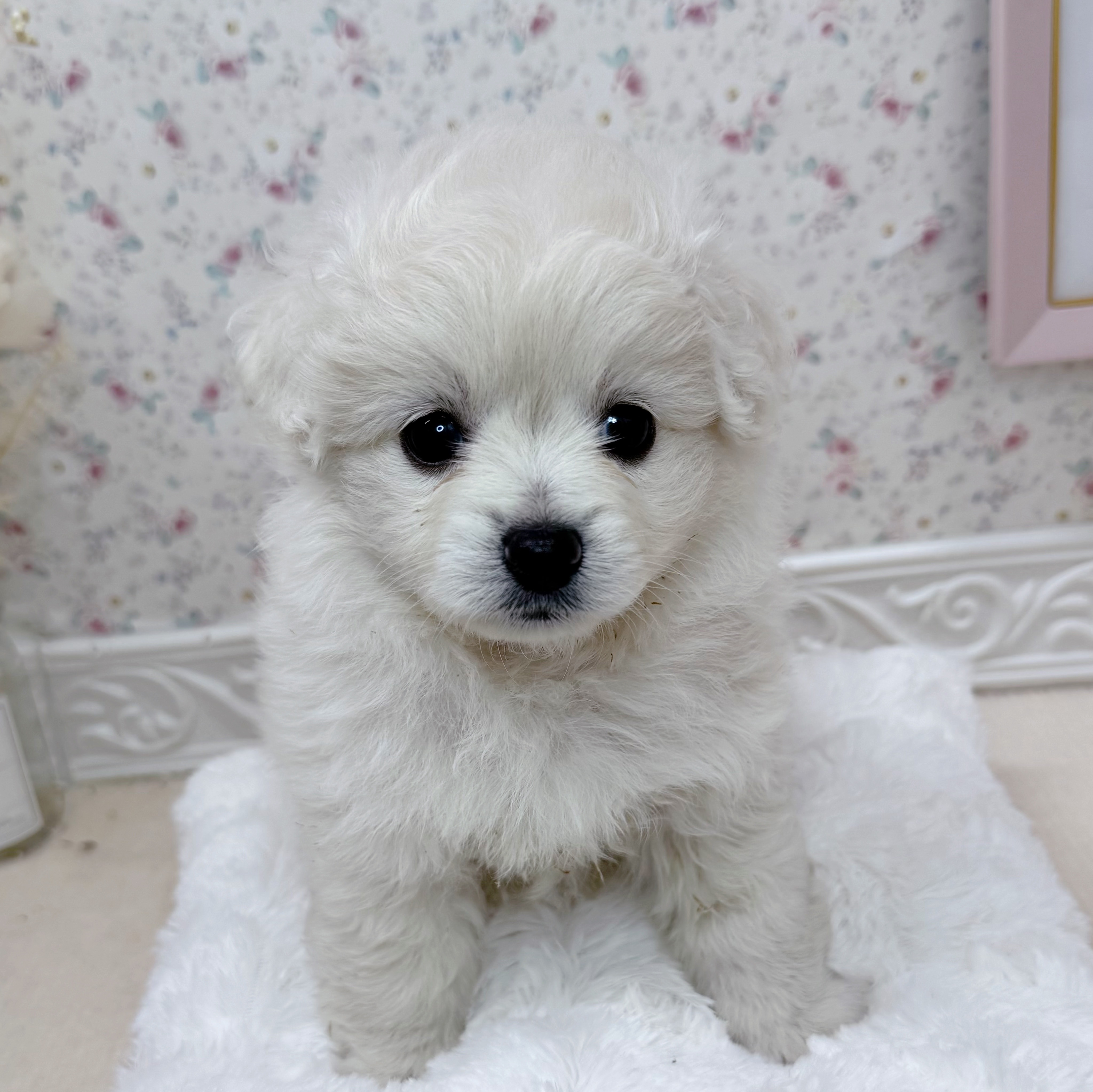 石川県のポメビション(ポメラニアン×ビションフリーゼ) (犬の家＆猫の里アミーゴ金沢有松店/2025年6月23日生まれ/女の子/クリーム)の子犬の4枚目の画像