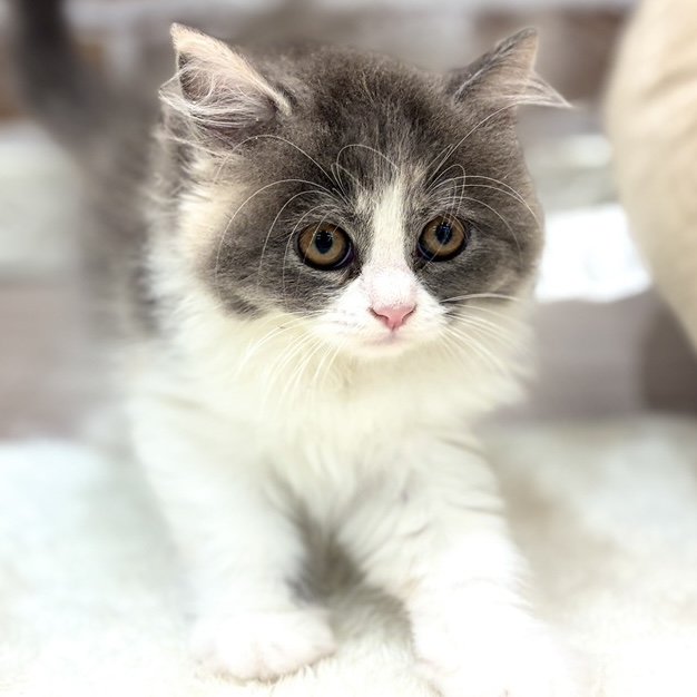 三重県のミヌエット (犬の家＆猫の里三重桑名店/2026年7月10日生まれ/女の子/ブルーパッチドタビーホワイト)の子猫の4枚目の画像