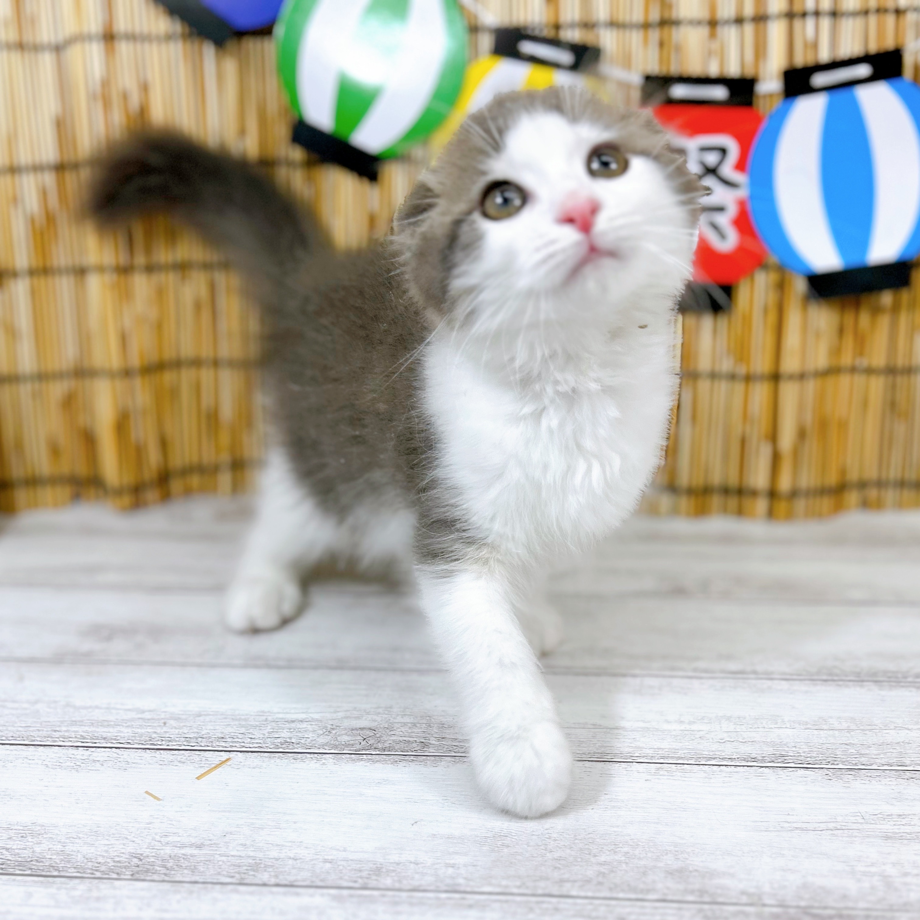 神奈川県のスコティッシュフォールド (犬の家＆猫の里小田原店/2025年7月2日生まれ/男の子/ブルータビーホワイト)の子猫の4枚目の画像