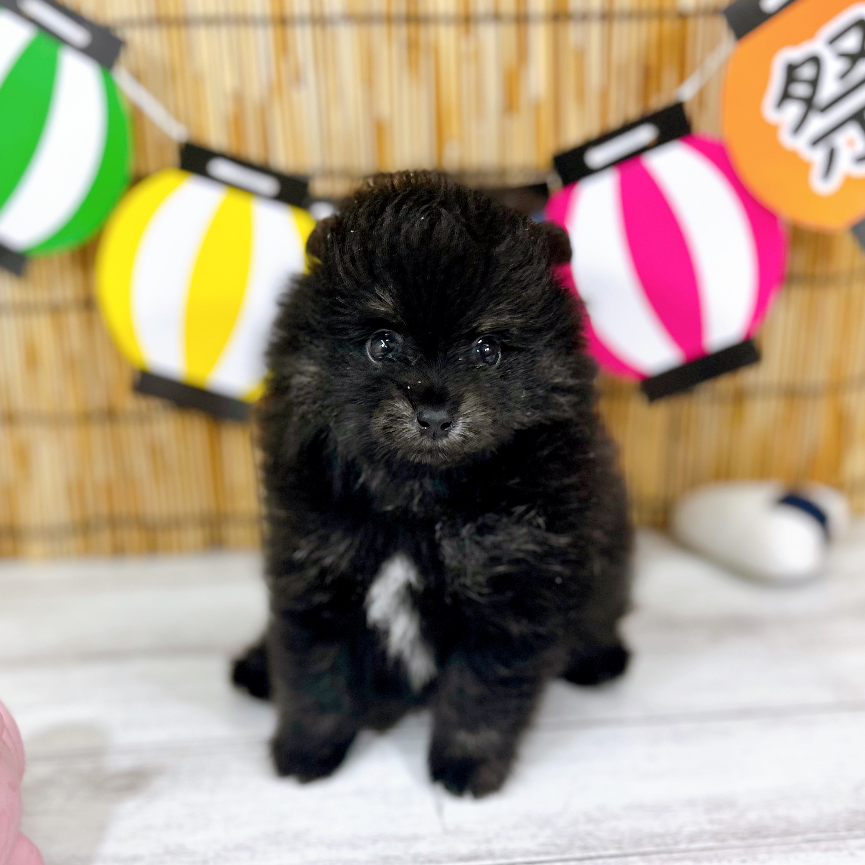 神奈川県のポメラニアン (犬の家＆猫の里小田原店/2025年7月7日生まれ/男の子/ブラックタン)の子犬の4枚目の画像