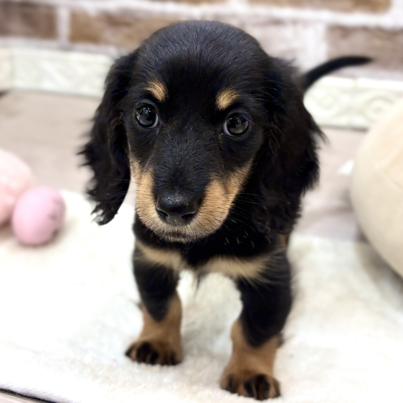三重県のミニチュアダックスフンド(ロング) (犬の家＆猫の里三重桑名店/2026年8月4日生まれ/男の子/ブラックタン)の子犬の4枚目の画像