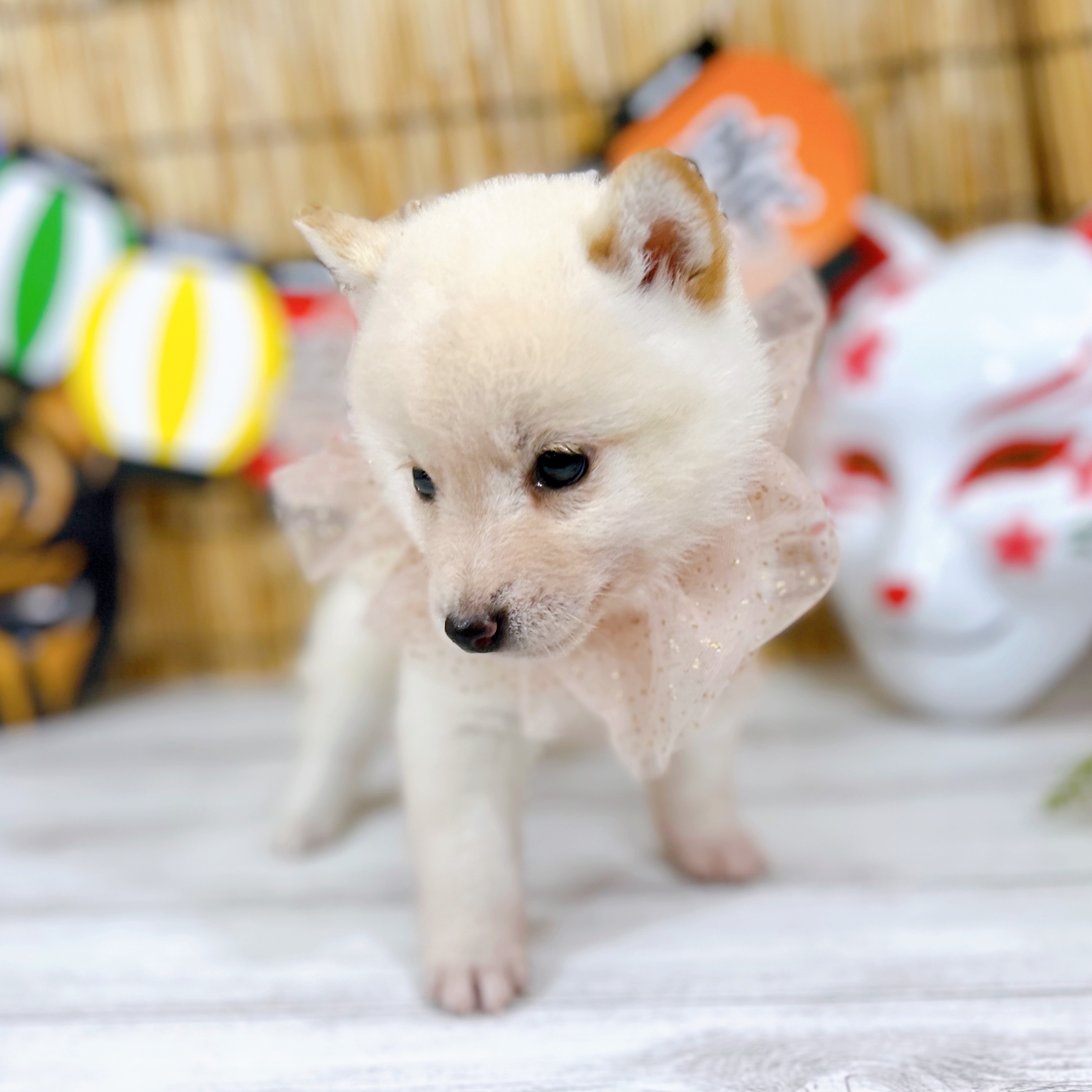 神奈川県の豆柴 (犬の家＆猫の里小田原店/2025年7月7日生まれ/男の子/白)の子犬の4枚目の画像