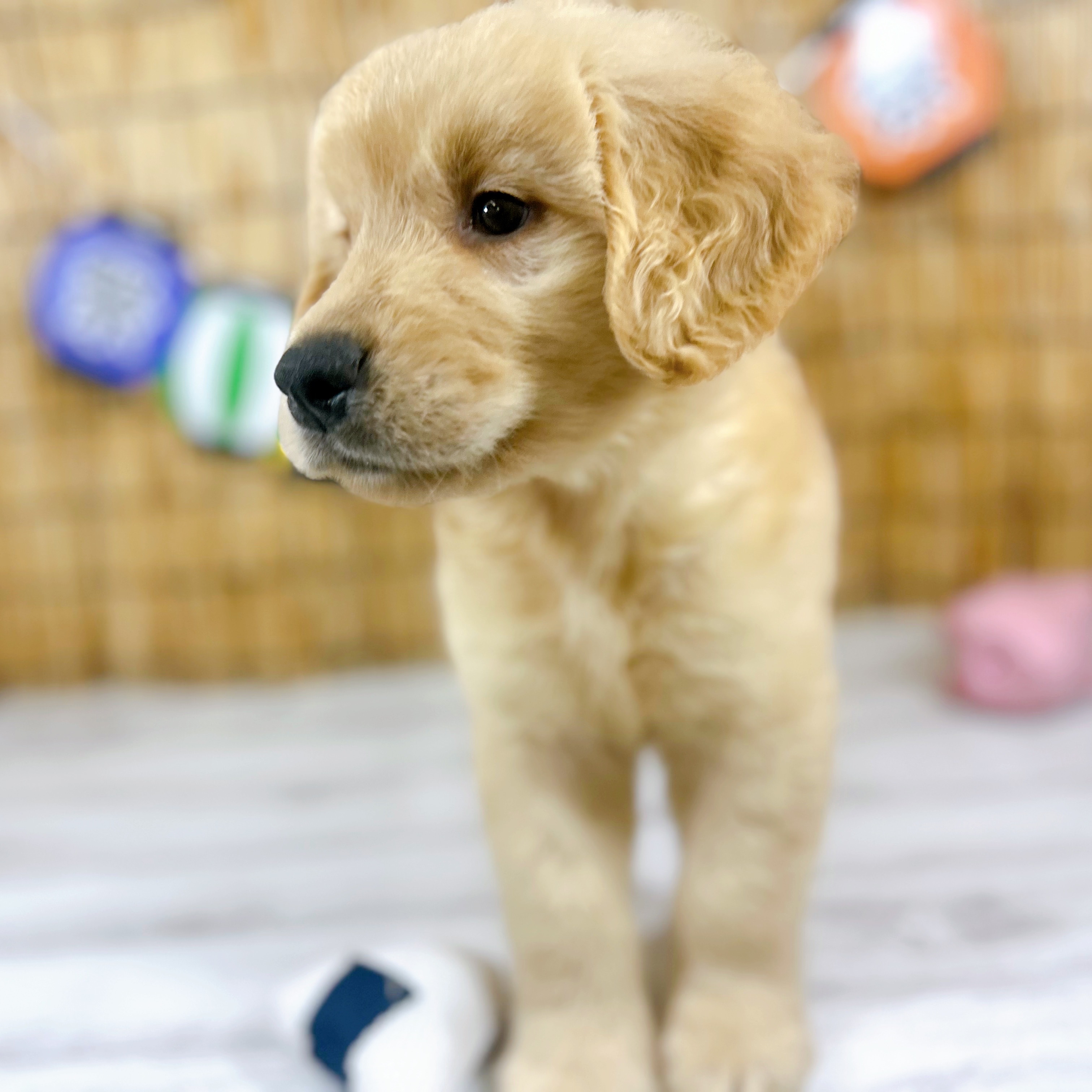 神奈川県のゴールデンレトリバー (犬の家＆猫の里小田原店/2025年7月8日生まれ/男の子/ゴールデン)の子犬の4枚目の画像