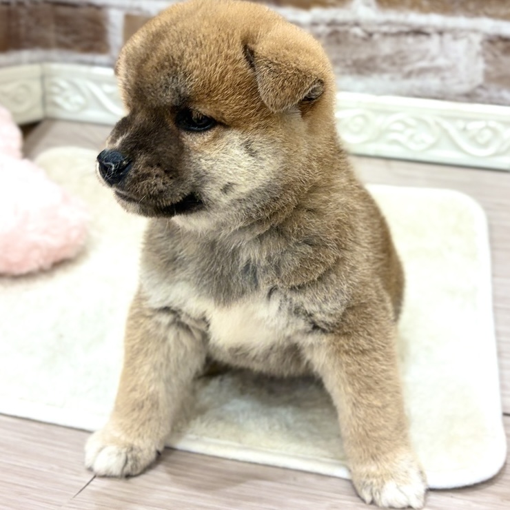 三重県の柴犬(標準サイズ) (犬の家＆猫の里三重桑名店/2026年8月18日生まれ/男の子/赤)の子犬の4枚目の画像
