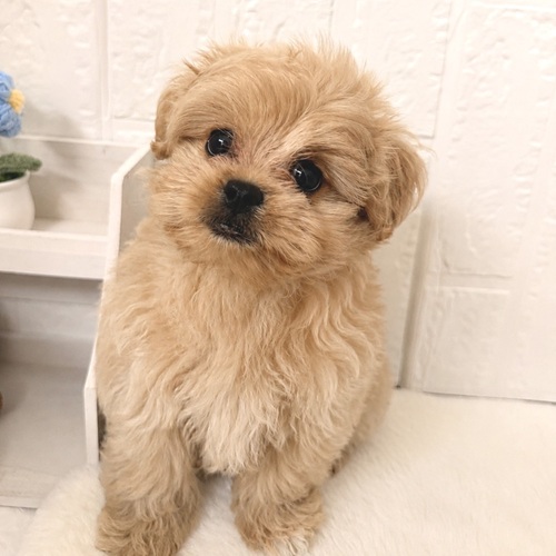 愛知県のペキプー(ペキニーズ×プードル) (犬の家＆猫の里豊川インター店/2026年5月29日生まれ/男の子/クリーム)の子犬の4枚目の画像