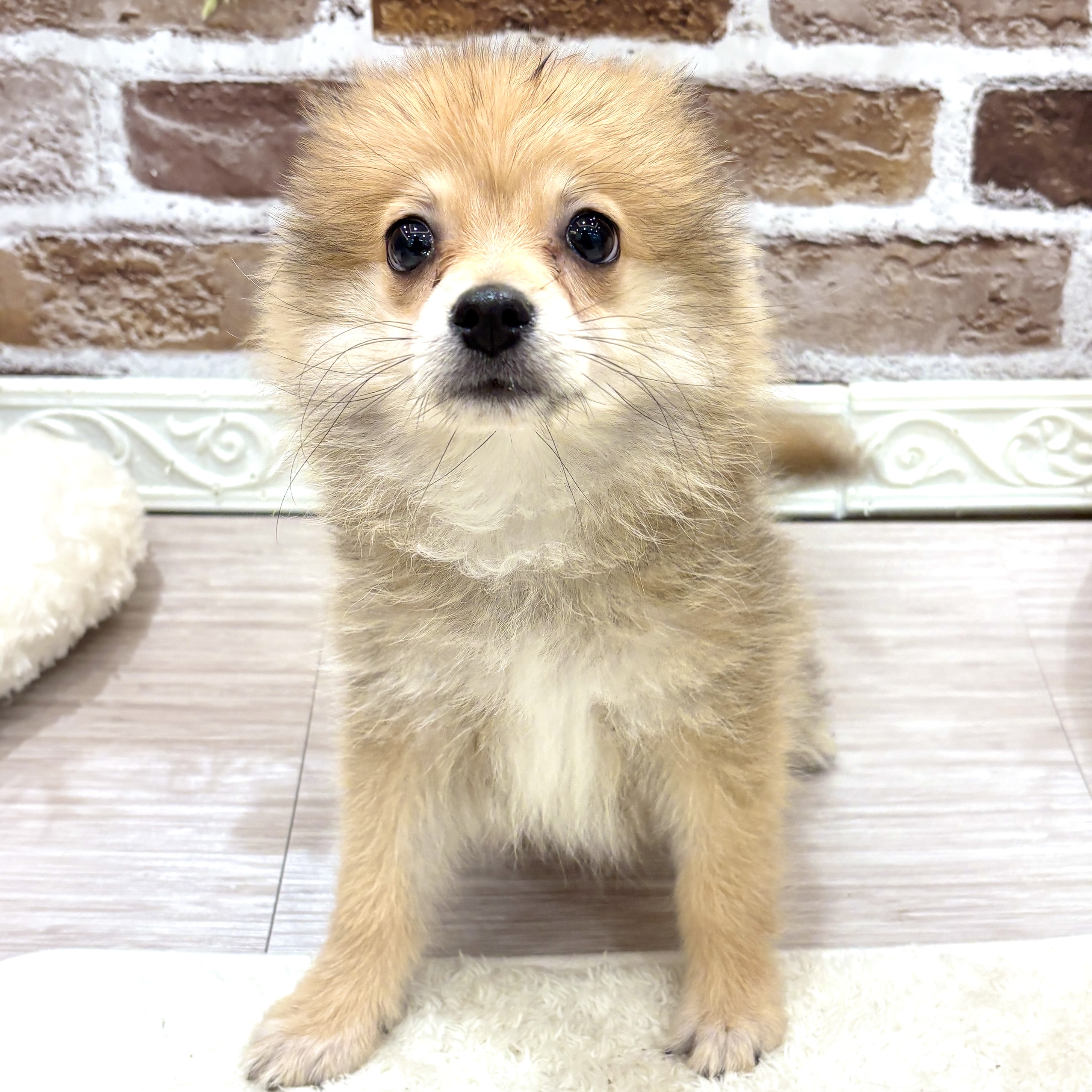 三重県のポメラニアン (犬の家＆猫の里三重桑名店/2026年7月13日生まれ/男の子/オレンジ)の子犬の4枚目の画像