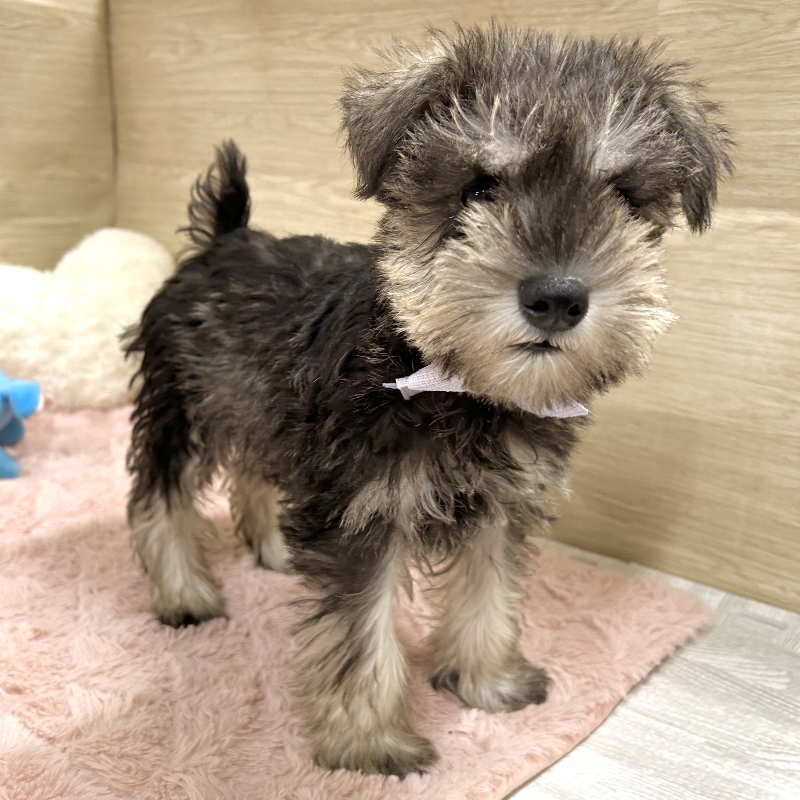 大阪府のミニチュアシュナウザー (犬の家＆猫の里そよら東岸和田店/2025年8月31日生まれ/男の子/ソルトペッパー)の子犬の4枚目の画像