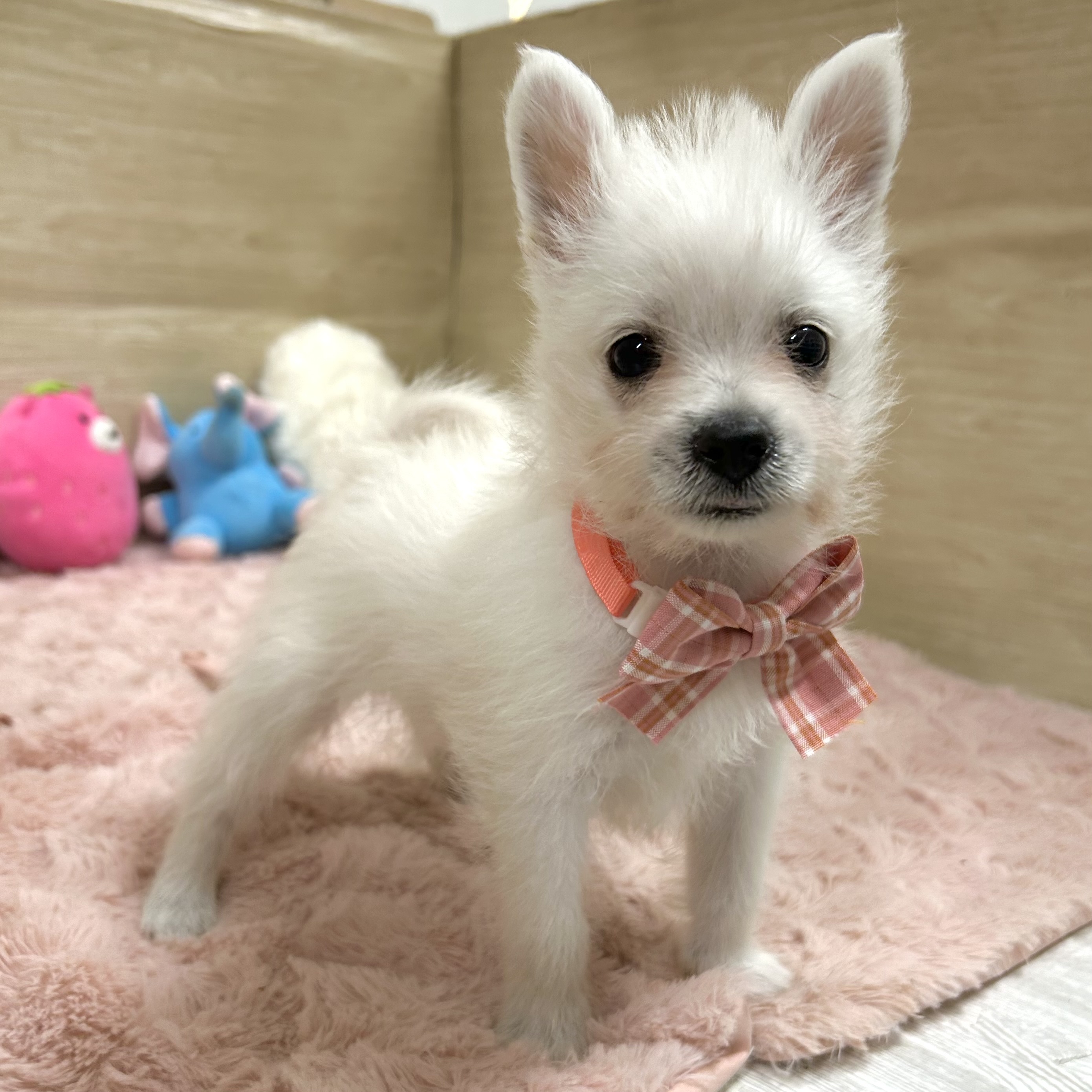 大阪府のポメシュナ/シュナポメ(ポメラニアン×シュナウザー) (犬の家＆猫の里そよら東岸和田店/2025年8月30日生まれ/女の子/ホワイト)の子犬の4枚目の画像