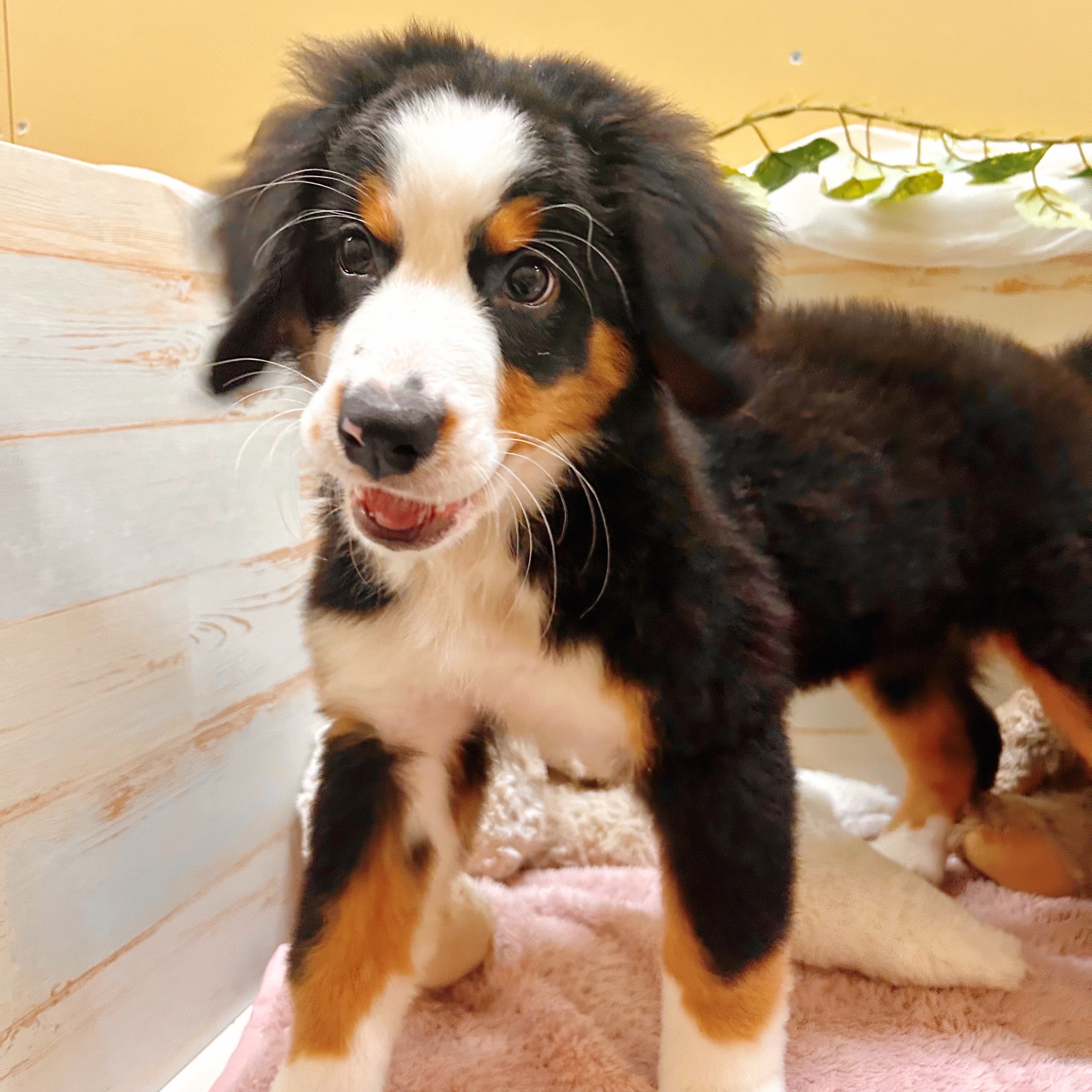 兵庫県のバーニーズマウンテンドッグ (犬の家＆猫の里神戸店/2025年7月27日生まれ/女の子/ブラックラストホワイト)の子犬の4枚目の画像