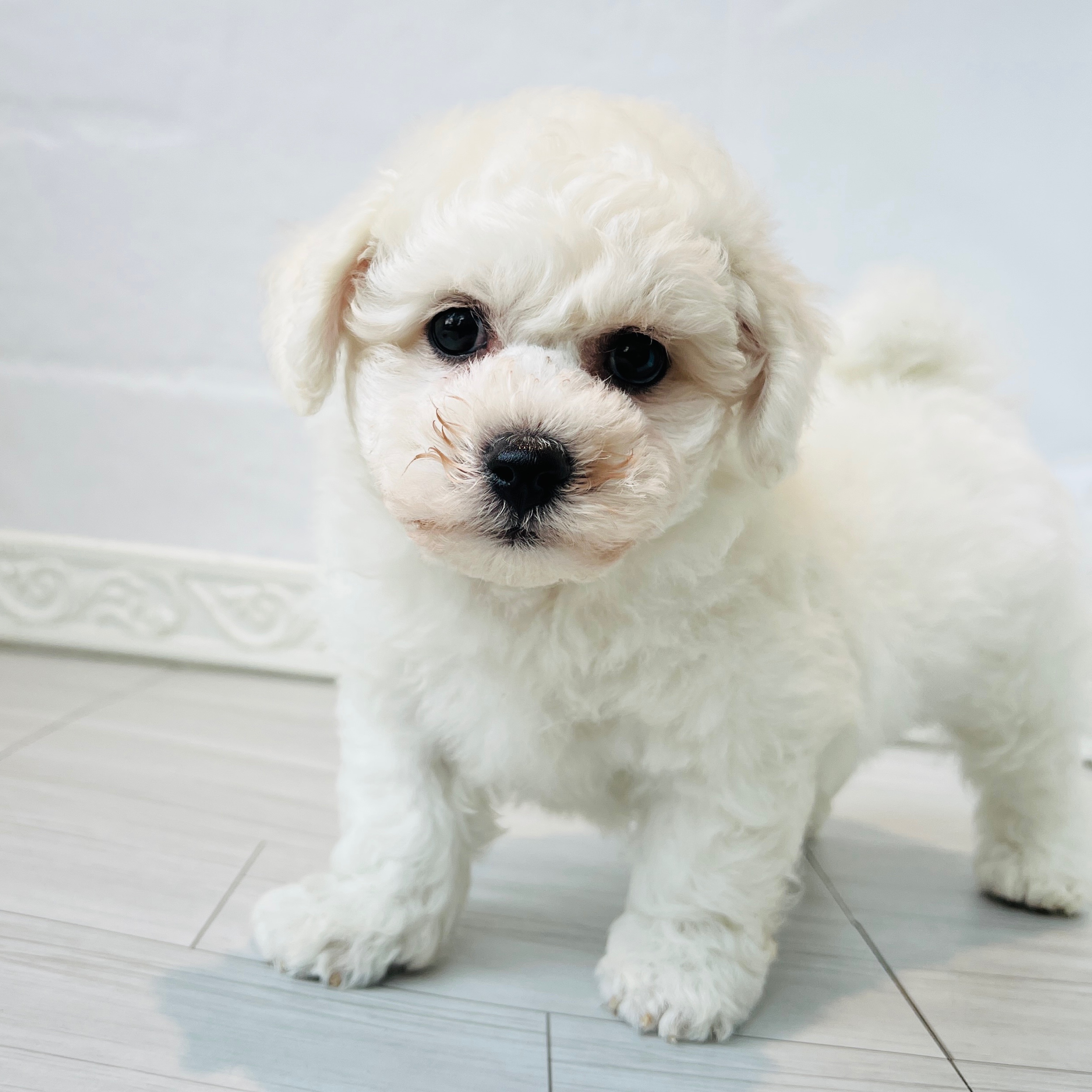 愛知県のビションフリーゼ (犬の家＆猫の里春日井本店/2026年7月6日生まれ/男の子/ホワイト)の子犬の4枚目の画像