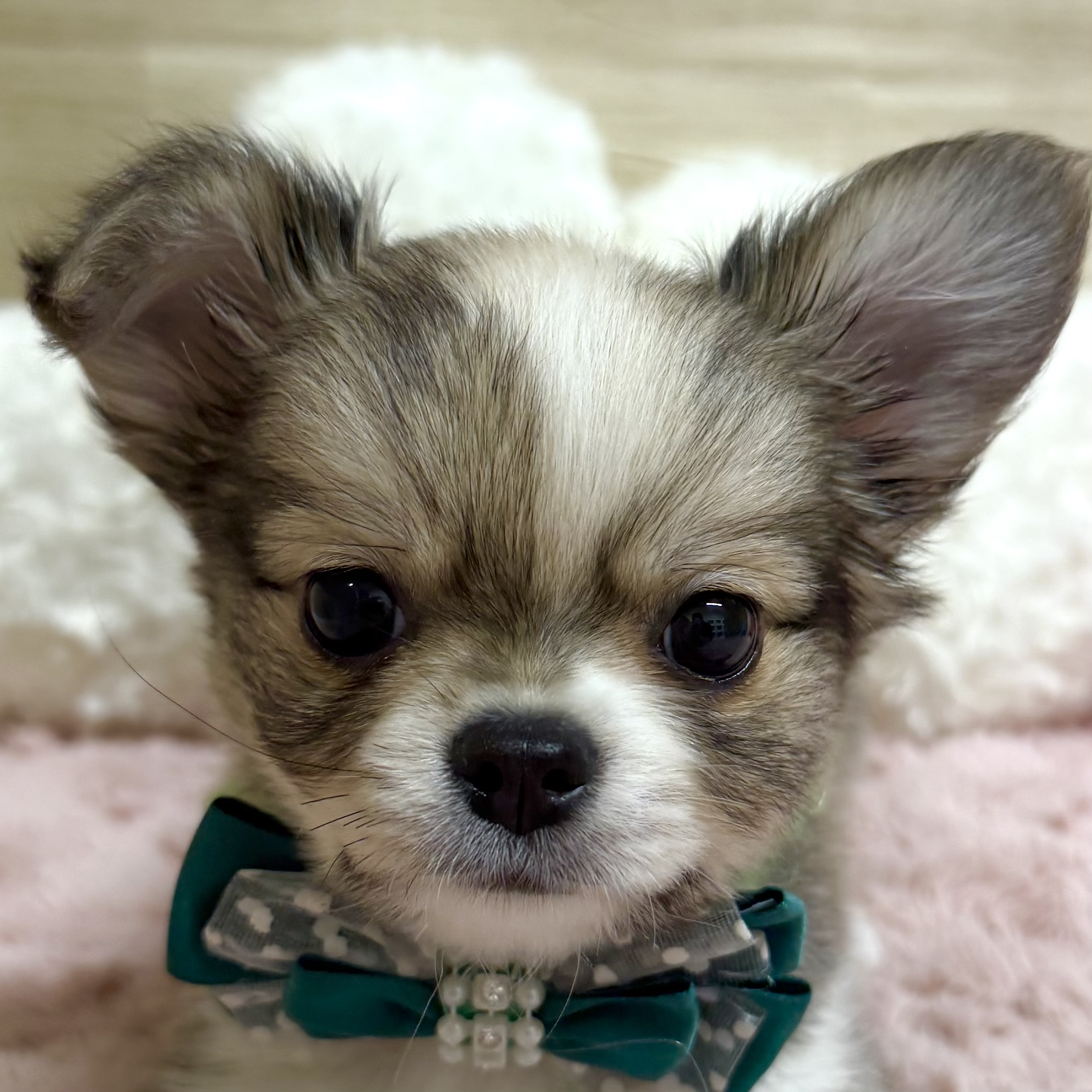 大阪府のチワワ(ロング) (犬の家＆猫の里そよら東岸和田店/2025年9月12日生まれ/男の子/レッドホワイト)の子犬