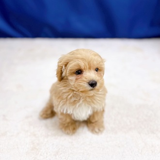 愛知県のマルプー(マルチーズ×プードル) (犬の家＆猫の里一宮店/2025年10月30日生まれ/男の子/クリームホワイト)の子犬の4枚目の画像