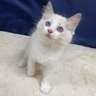 愛知県のラグドール (犬の家＆猫の里一宮店/2025年11月8日生まれ/男の子/ブルーポイントバイカラー)の子猫の4枚目の画像