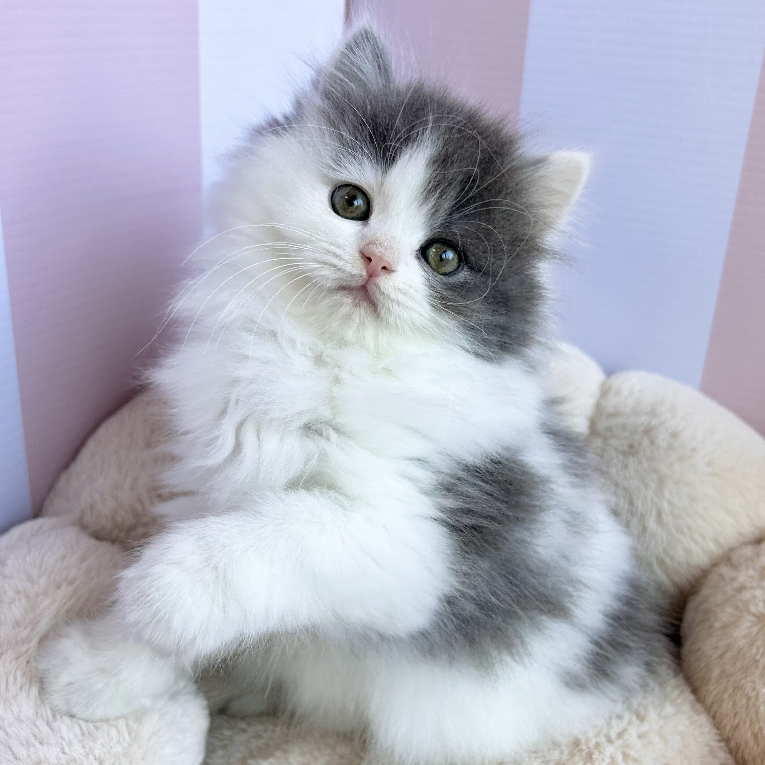 岡山県のブリティッシュロングヘアー (犬の家＆猫の里倉敷中庄店/2025年10月12日生まれ/女の子/ブルーホワイト)の子猫の4枚目の画像