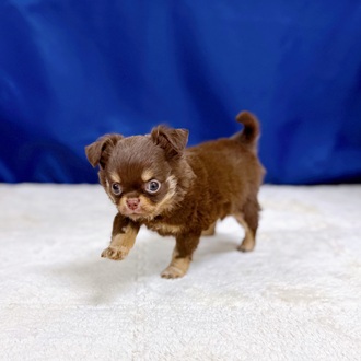 愛知県のチワワ(ロング) (犬の家＆猫の里一宮店/2025年11月3日生まれ/男の子/チョコレートタンホワイト)の子犬の4枚目の画像