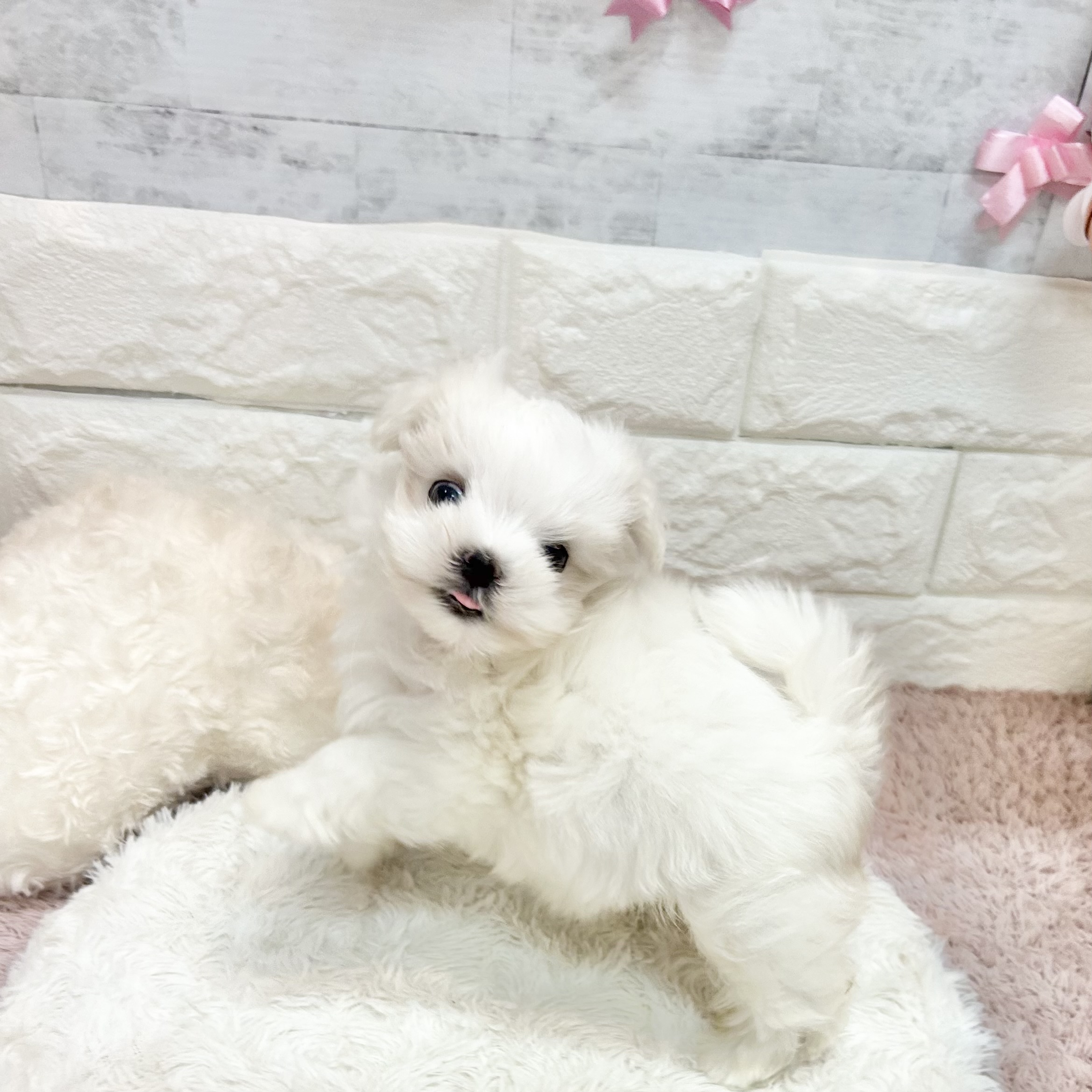 静岡県のマルチーズ (犬の家＆猫の里プレ葉ウォーク浜北店/2026年4月21日生まれ/女の子/ホワイト)の子犬の4枚目の画像
