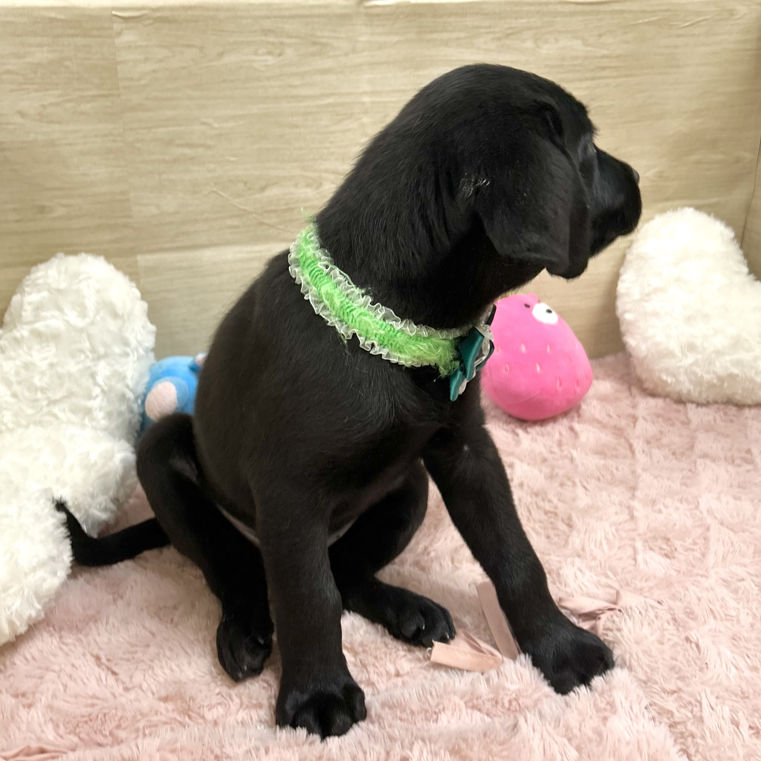 大阪府のラブラドールレトリーバー (犬の家＆猫の里そよら東岸和田店/2025年8月27日生まれ/男の子/ブラック)の子犬の4枚目の画像