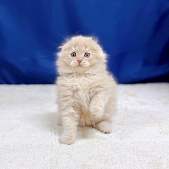 愛知県のスコティッシュフォールド (犬の家＆猫の里一宮店/2025年10月29日生まれ/男の子/クリームタビー)の子猫の4枚目の画像