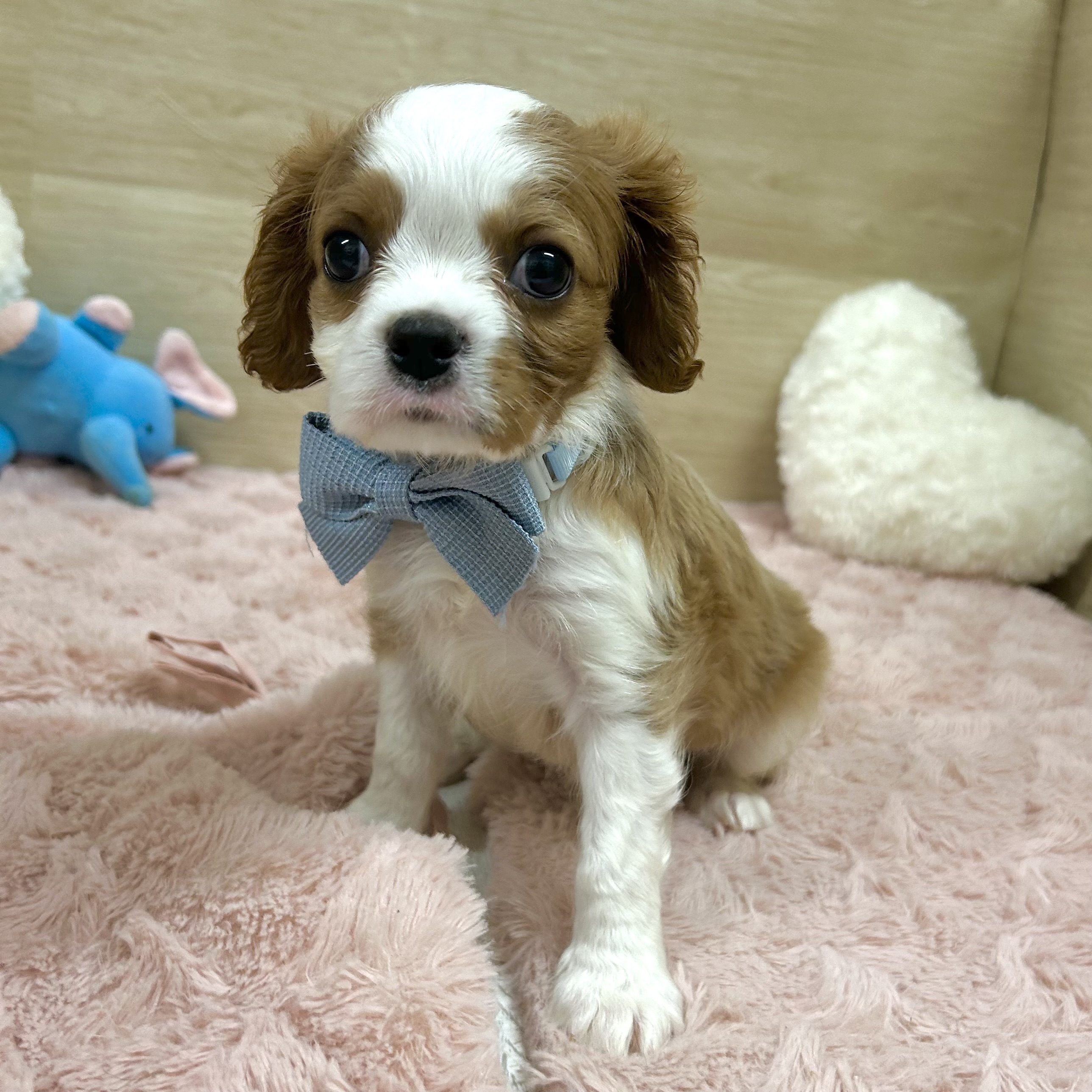 大阪府のキャバリアキングチャールズスパニエル (犬の家＆猫の里そよら東岸和田店/2025年8月26日生まれ/男の子/ブレンハイム)の子犬の4枚目の画像