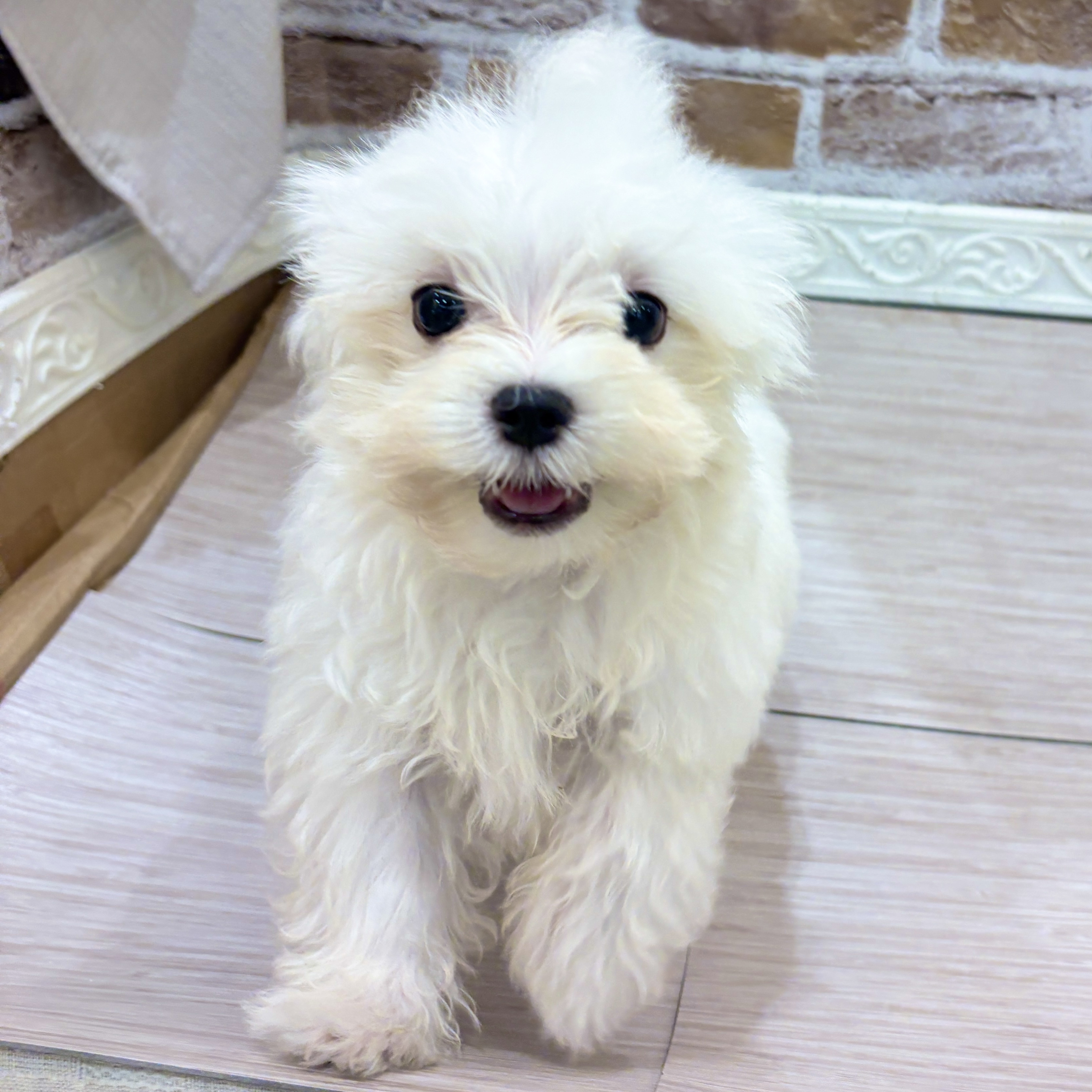 三重県のマルチーズ (犬の家＆猫の里三重桑名店/2026年7月28日生まれ/男の子/ホワイト)の子犬の4枚目の画像