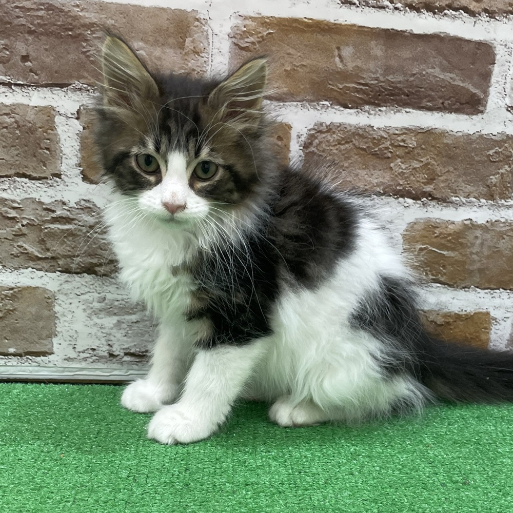 三重県のメインクーン (犬の家＆猫の里三重桑名店/2025年11月12日生まれ/男の子/ブラックタビーホワイト)の子猫の4枚目の画像