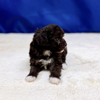 愛知県のマルプー(マルチーズ×プードル) (犬の家＆猫の里一宮店/2025年11月3日生まれ/女の子/シルバー)の子犬の4枚目の画像