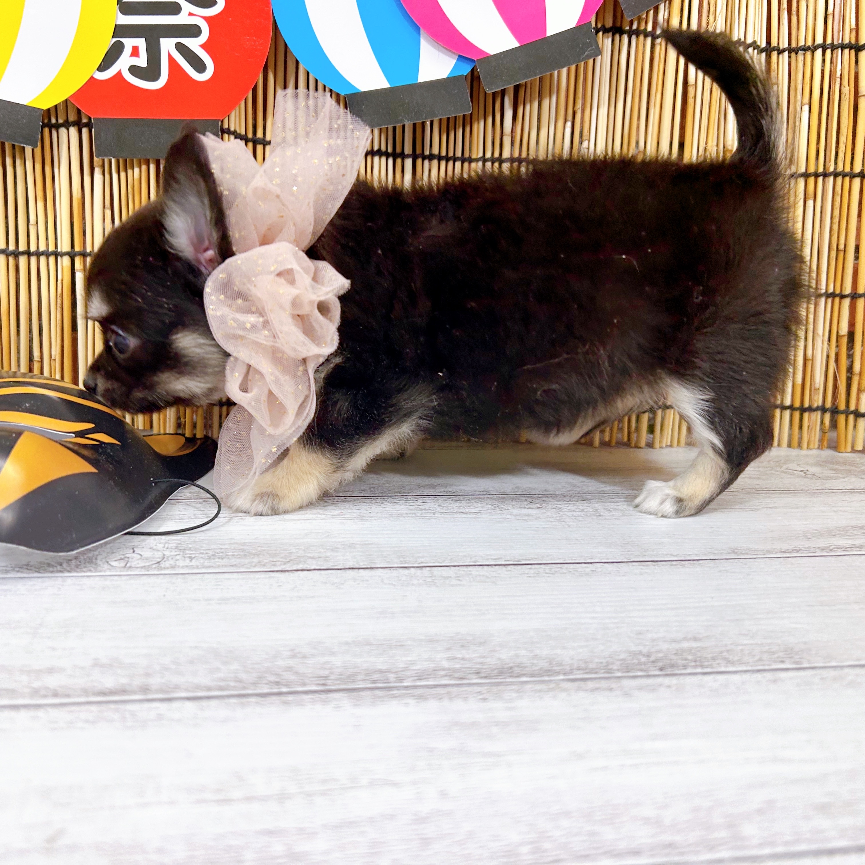 神奈川県のチワワ(ロング) (犬の家＆猫の里小田原店/2025年7月13日生まれ/女の子/ブラックタンホワイト)の子犬の4枚目の画像
