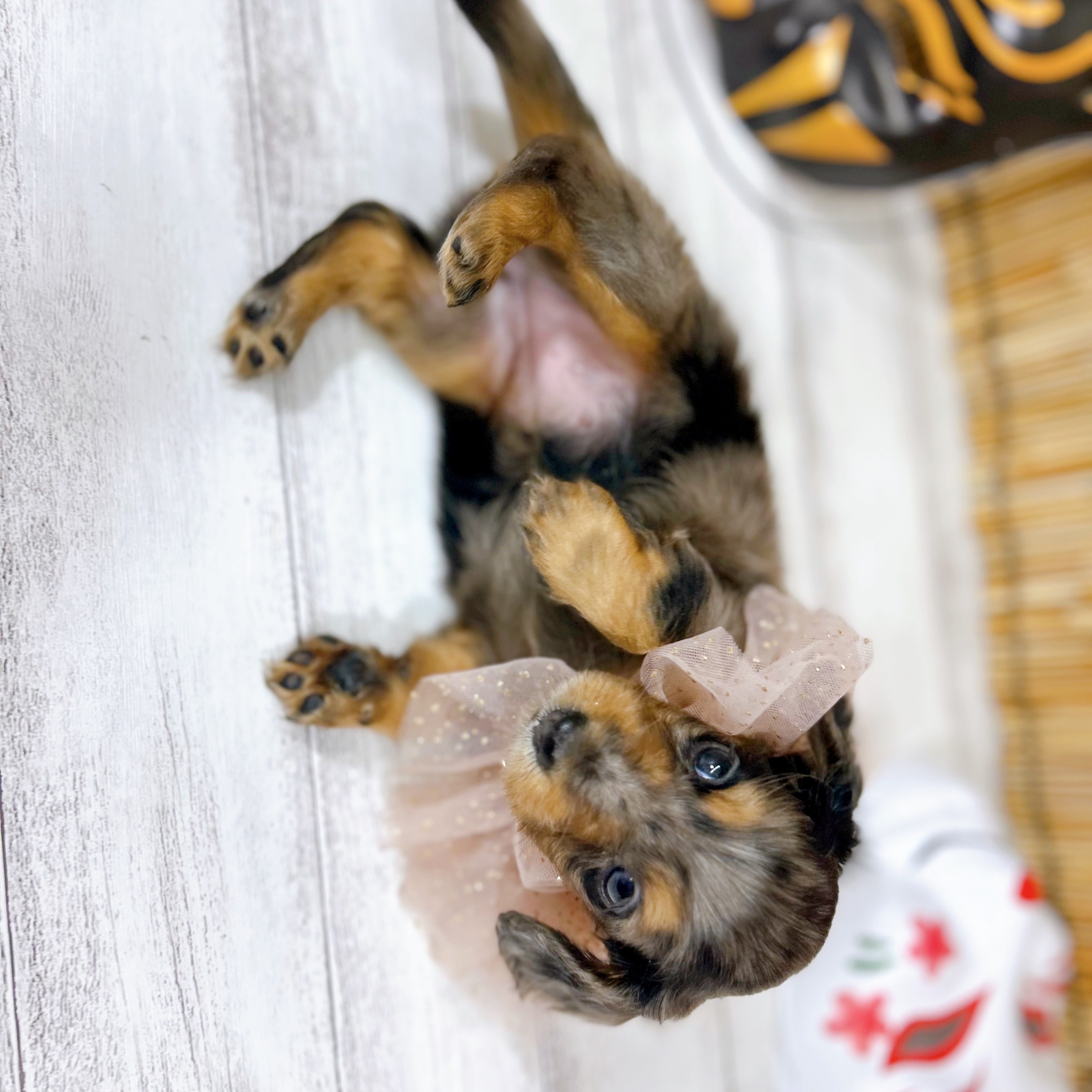 神奈川県のミニチュアダックスフンド(ロング) (犬の家＆猫の里小田原店/2025年7月15日生まれ/女の子/シルバーダップル)の子犬の4枚目の画像