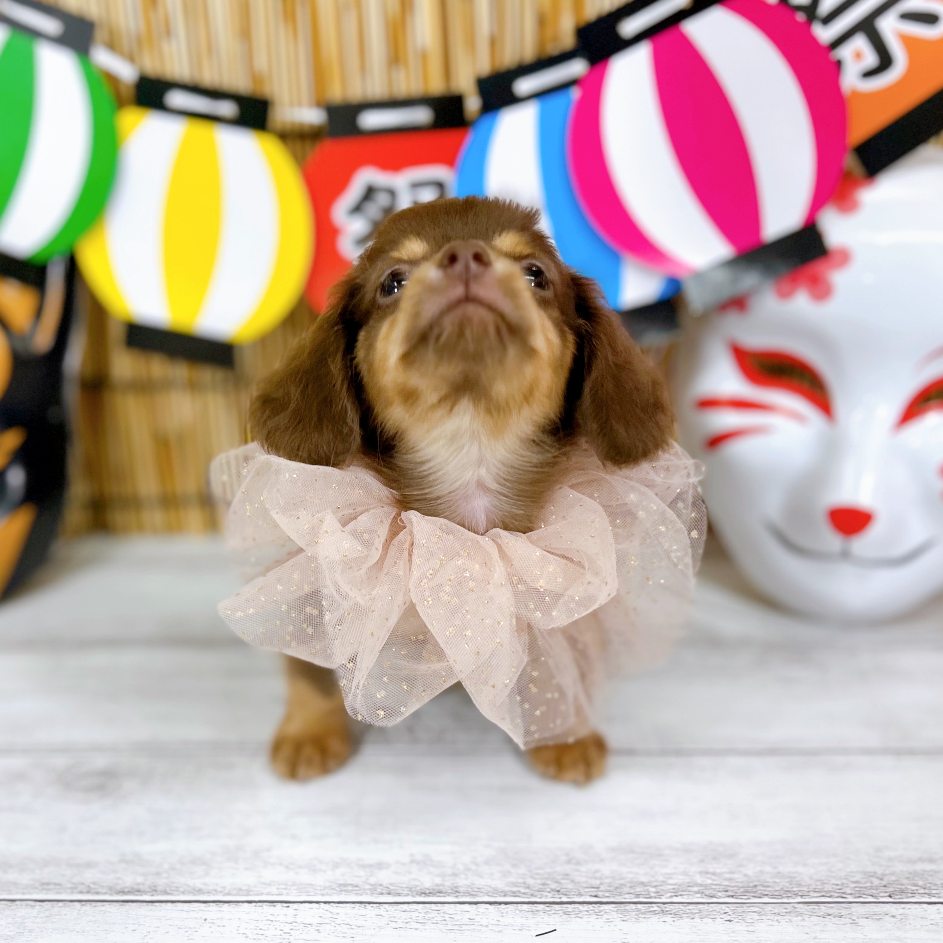 神奈川県のチワックス(チワワ×ダックス) (犬の家＆猫の里小田原店/2025年7月15日生まれ/男の子/チョコレートタン)の子犬の4枚目の画像