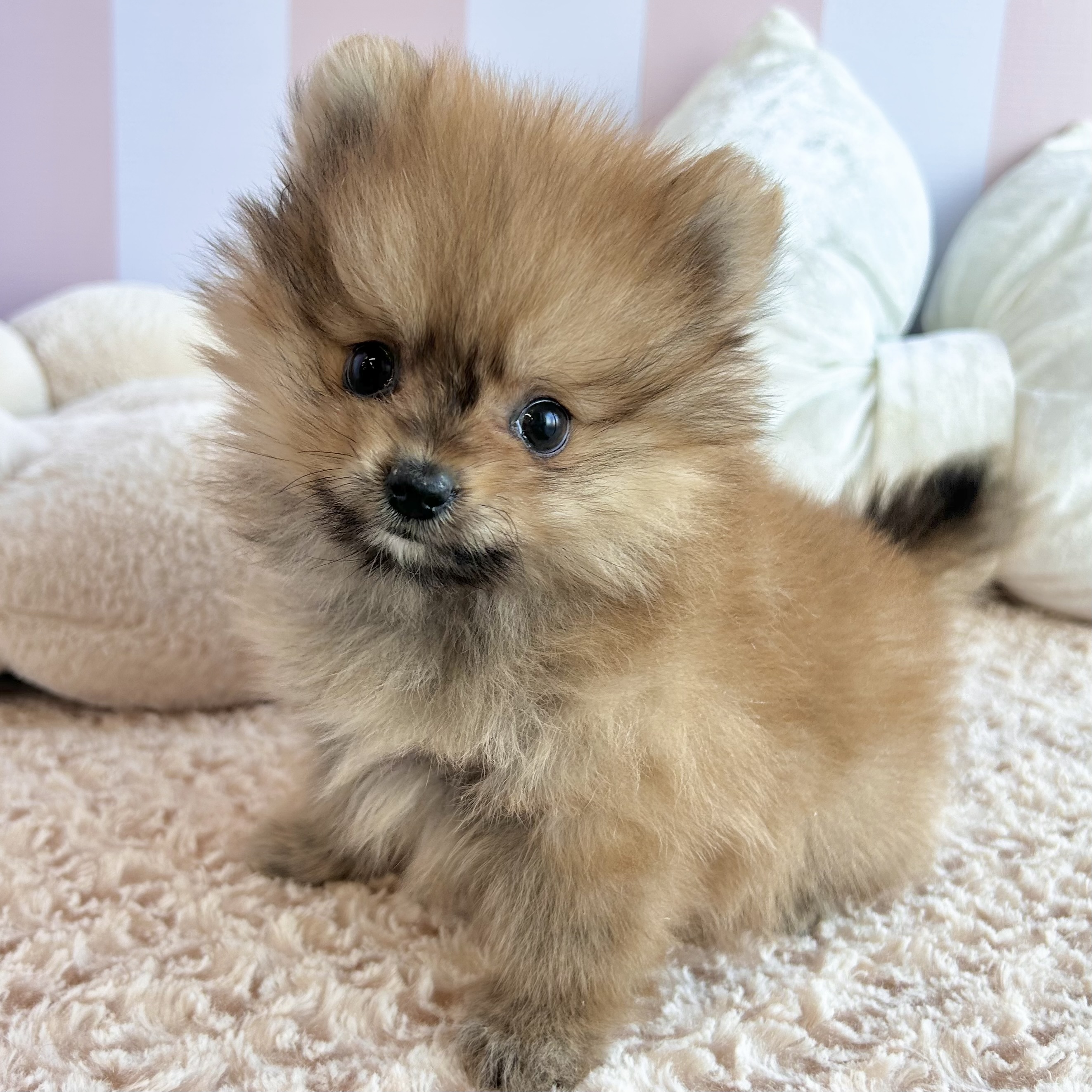 岡山県のポメラニアン (犬の家＆猫の里倉敷中庄店/2025年10月10日生まれ/男の子/オレンジ)の子犬の4枚目の画像