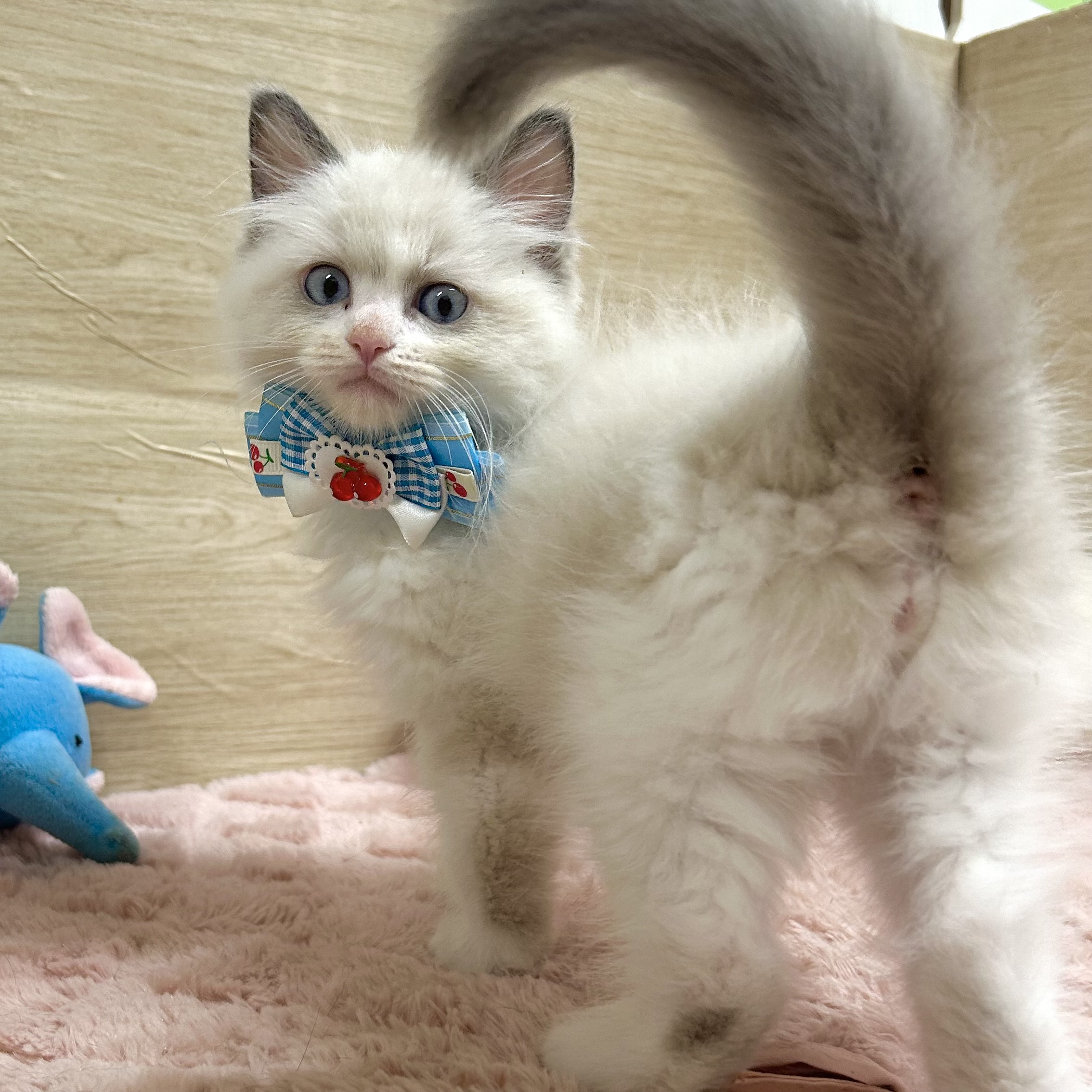 大阪府のラグドール (犬の家＆猫の里そよら東岸和田店/2025年9月4日生まれ/男の子/ブルーポイントバイカラー)の子猫の4枚目の画像