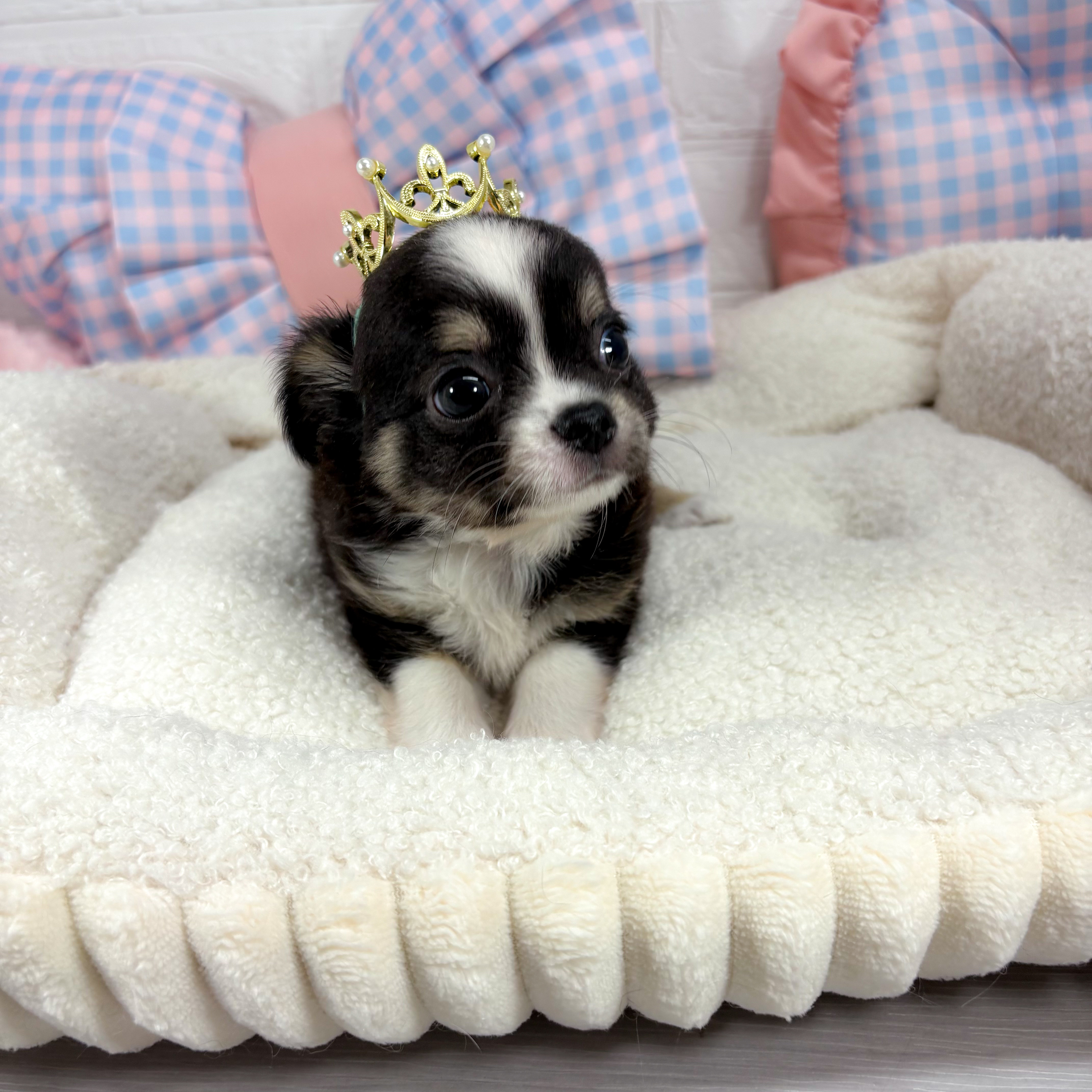 神奈川県のチワワ(ロング) (犬の家＆猫の里元住吉ブレーメン通り店/2025年5月12日生まれ/男の子/ブラックタンホワイト)の子犬の4枚目の画像