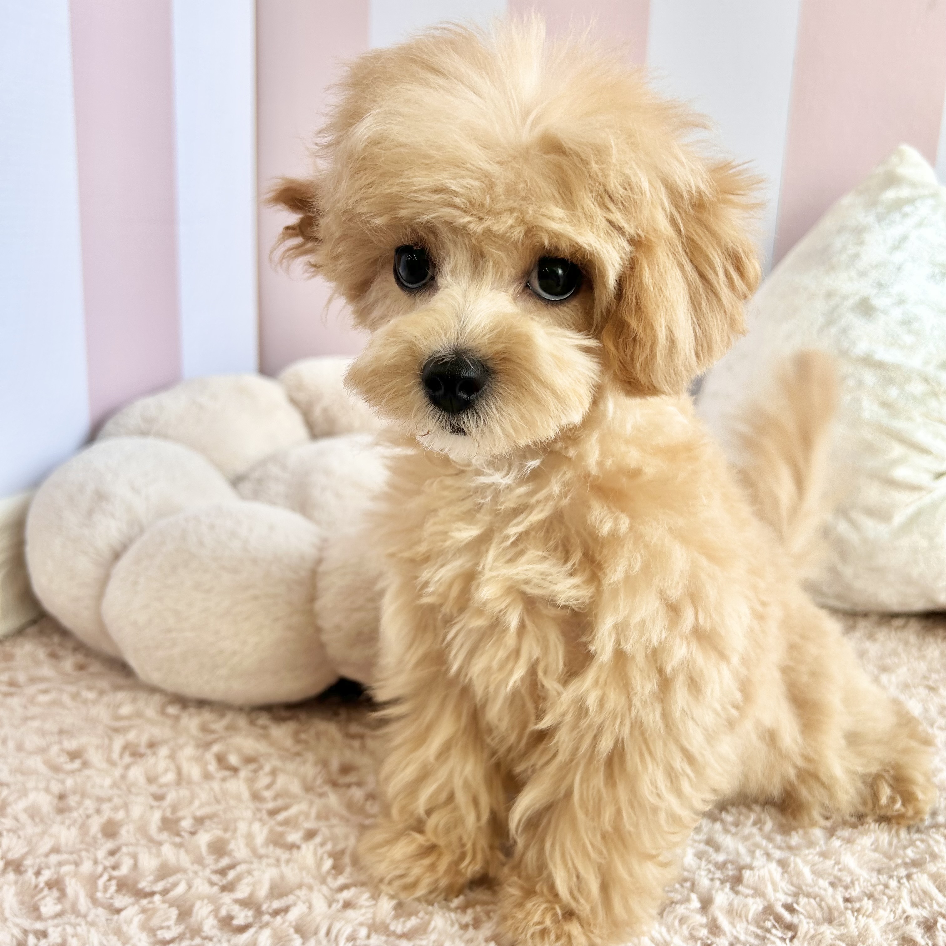 岡山県のマルプー(マルチーズ×プードル) (犬の家＆猫の里倉敷中庄店/2025年10月6日生まれ/女の子/アプリコットホワイト)の子犬の4枚目の画像