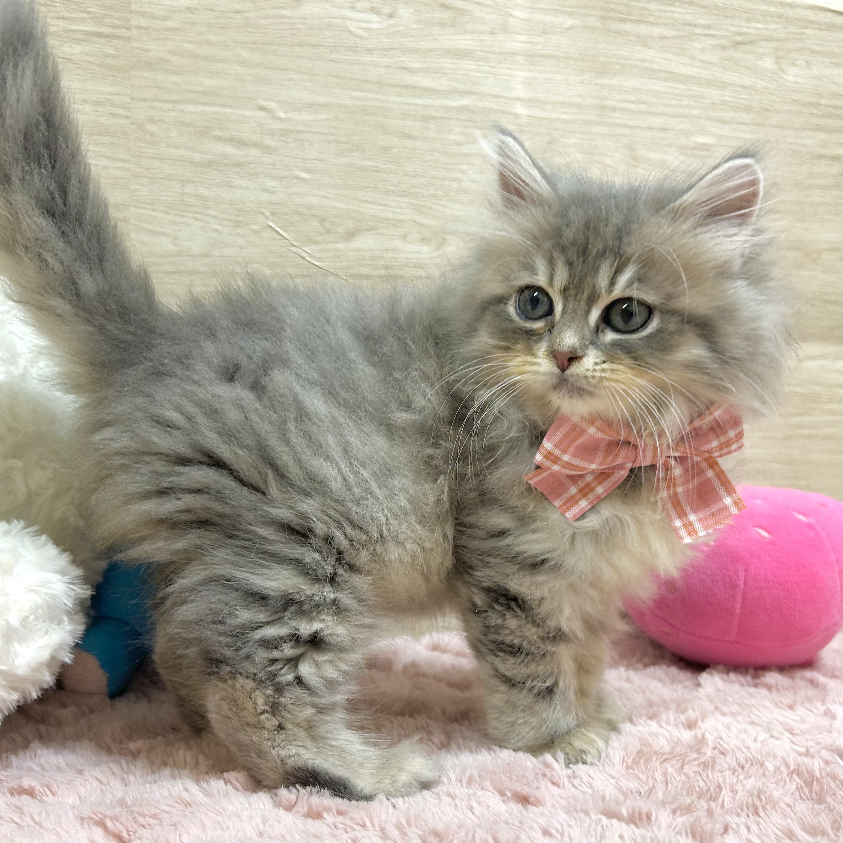 大阪府のサイベリアン (犬の家＆猫の里そよら東岸和田店/2025年9月5日生まれ/女の子/ブルータビーホワイト)の子猫の4枚目の画像