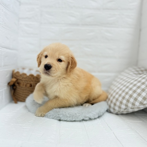 愛知県のゴールデンレトリバー (犬の家＆猫の里豊川インター店/2025年5月20日生まれ/男の子/ゴールデン)の子犬の4枚目の画像