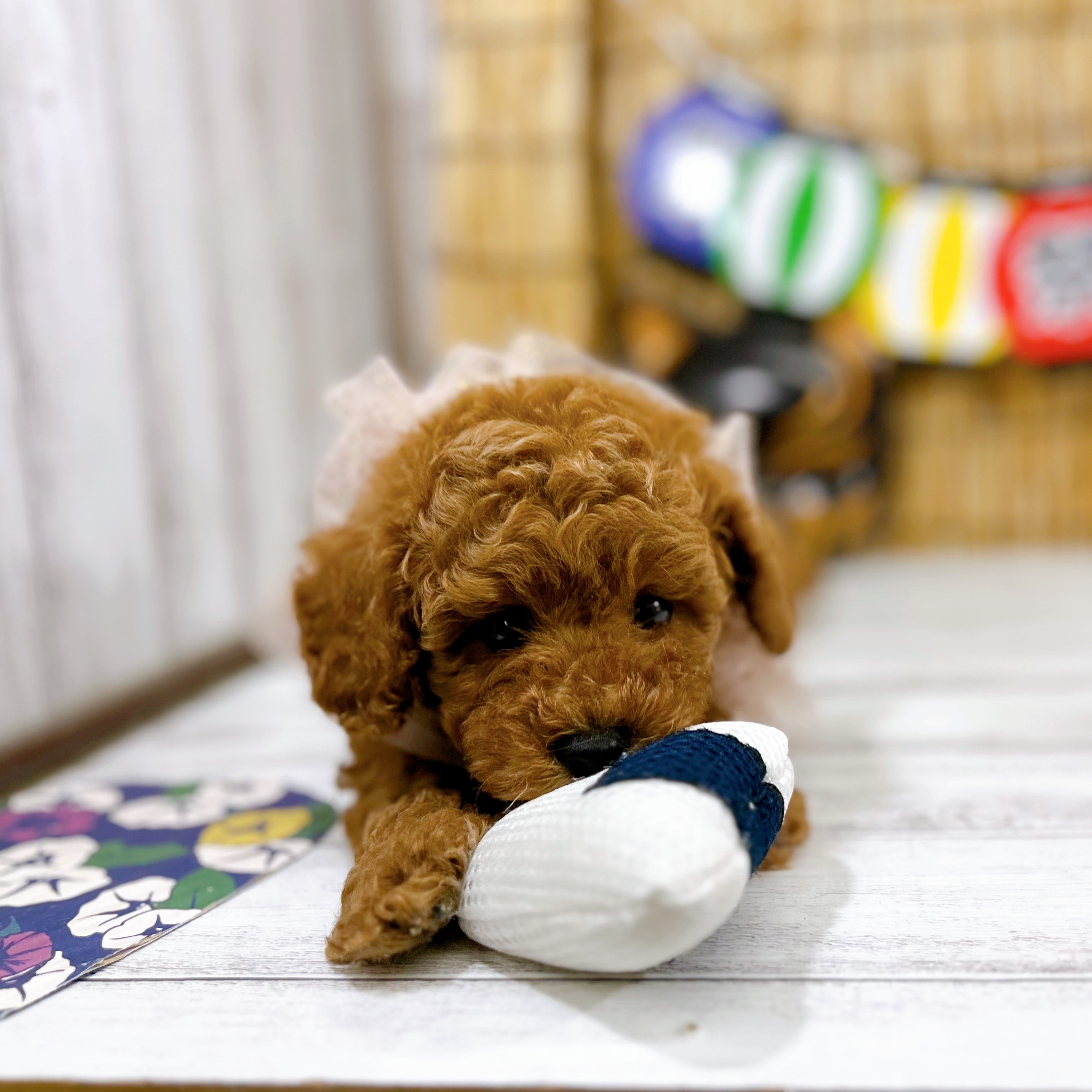 神奈川県のトイプードル(トイ) (犬の家＆猫の里小田原店/2025年7月21日生まれ/男の子/レッド)の子犬の4枚目の画像