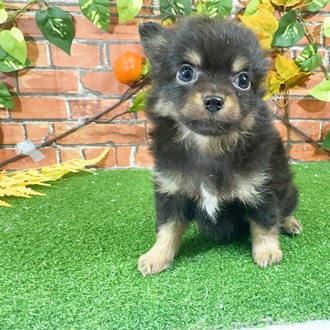 ハーフ犬男の子の写真