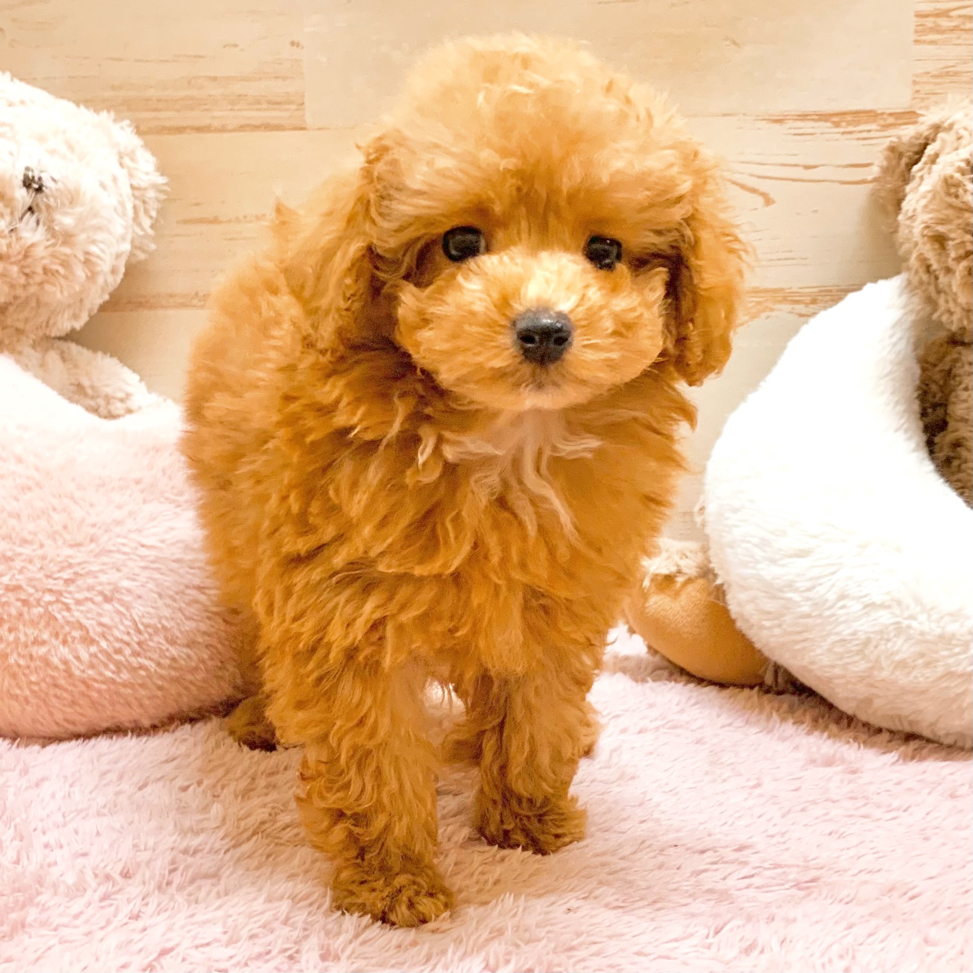 兵庫県のトイプードル(トイ) (犬の家＆猫の里神戸店/2026年1月7日生まれ/男の子/オレンジフォーン)の子犬の4枚目の画像