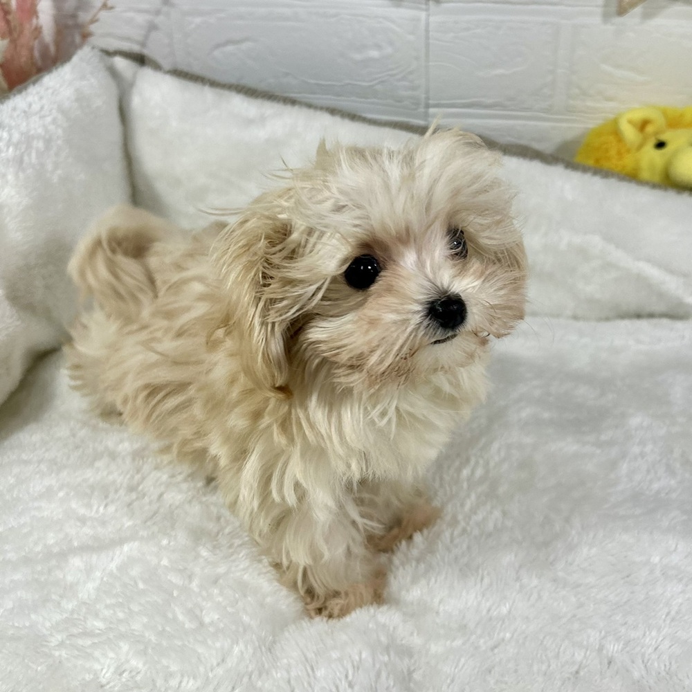 兵庫県のマルプー(マルチーズ×プードル) (犬の家＆猫の里ニッケパークタウン加古川店/2025年11月16日生まれ/女の子/クリームホワイト)の子犬の4枚目の画像