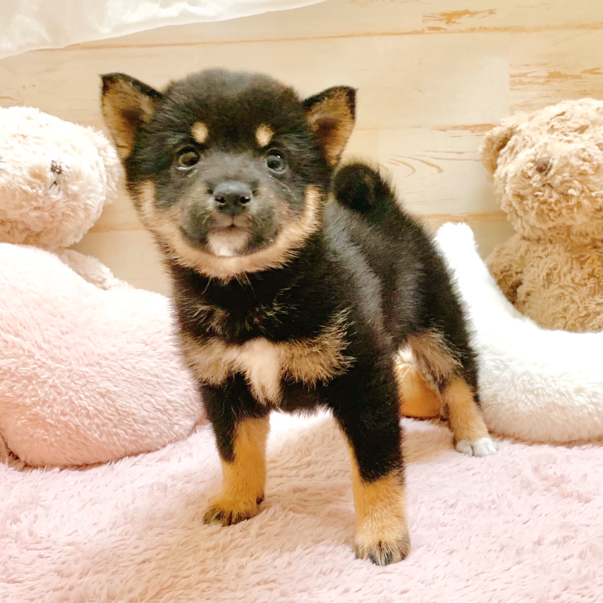 兵庫県の豆柴 (犬の家＆猫の里神戸店/2026年1月8日生まれ/女の子/黒)の子犬の4枚目の画像