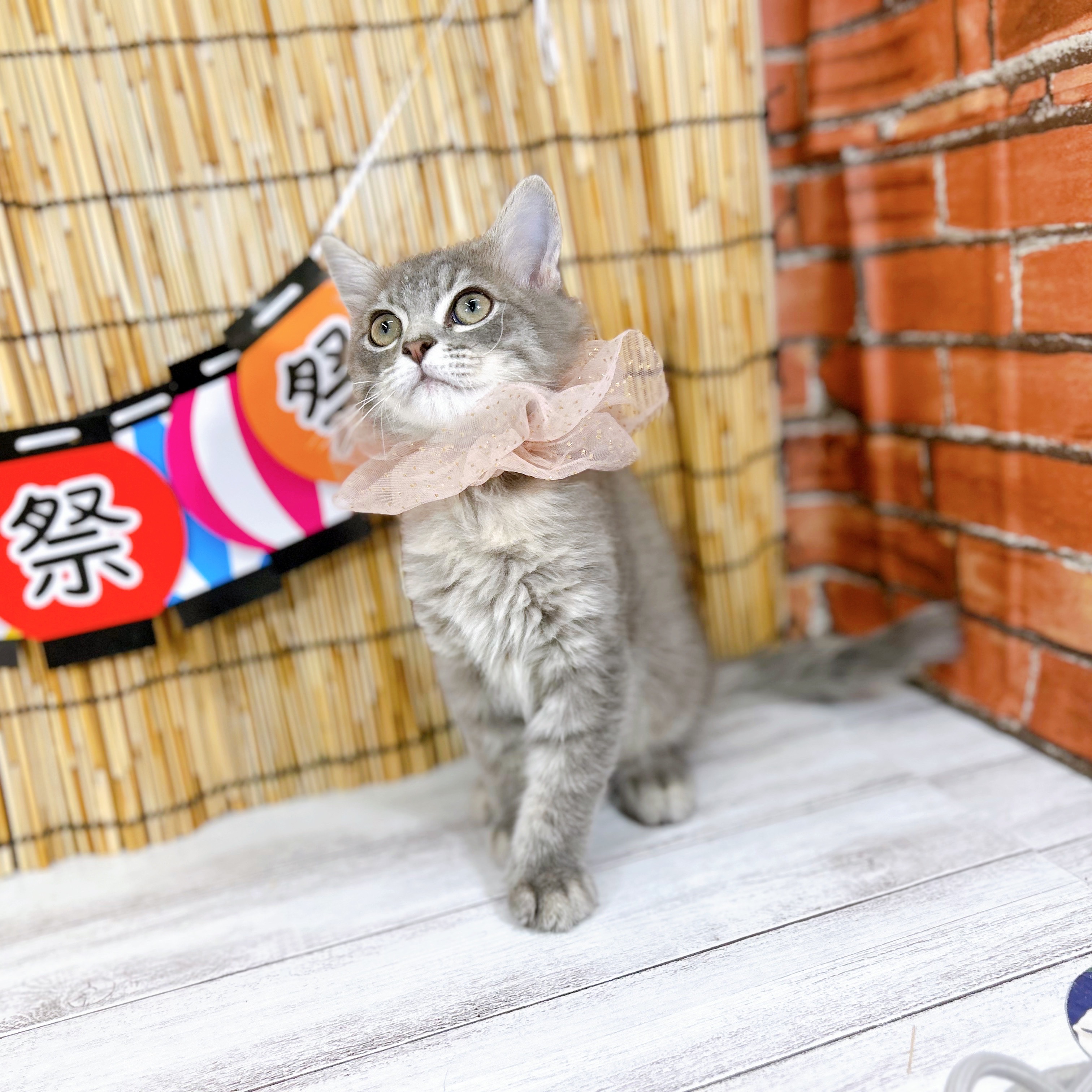 神奈川県のミヌエット (犬の家＆猫の里小田原店/2025年7月8日生まれ/男の子/ブルータビー)の子猫の4枚目の画像