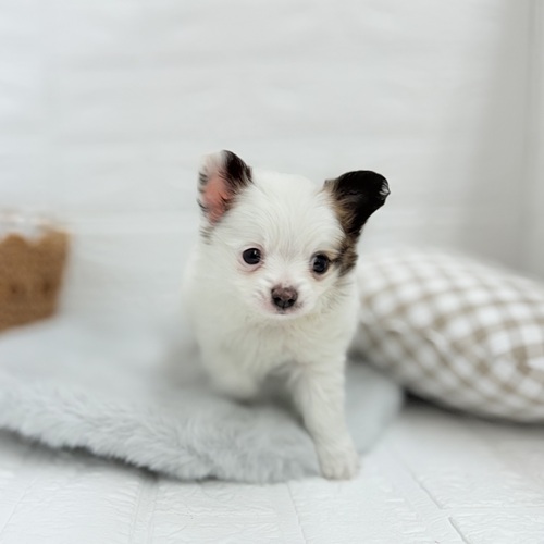 愛知県のパピチー/チワパピ(パピヨン×チワワ) (犬の家＆猫の里豊川インター店/2025年5月20日生まれ/男の子/ホワイトブラウン)の子犬の4枚目の画像