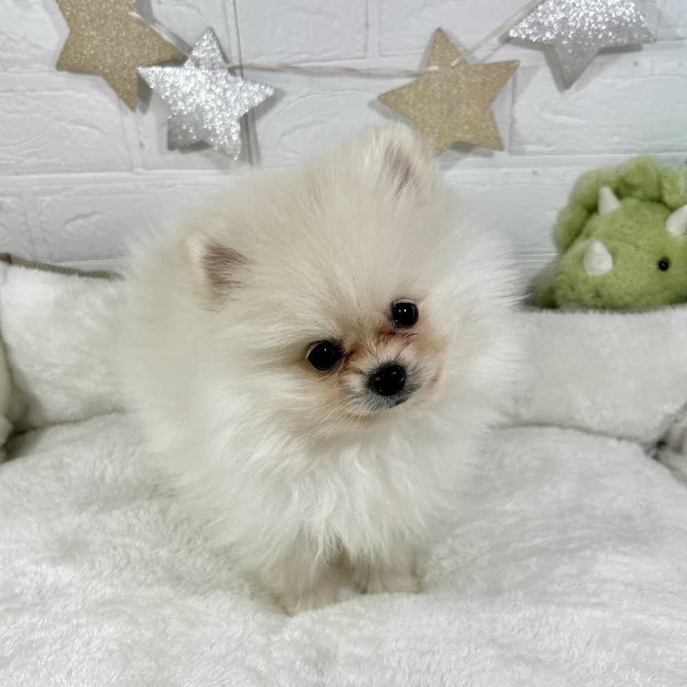 兵庫県のポメラニアン (犬の家＆猫の里ニッケパークタウン加古川店/2025年12月3日生まれ/男の子/クリーム)の子犬の4枚目の画像